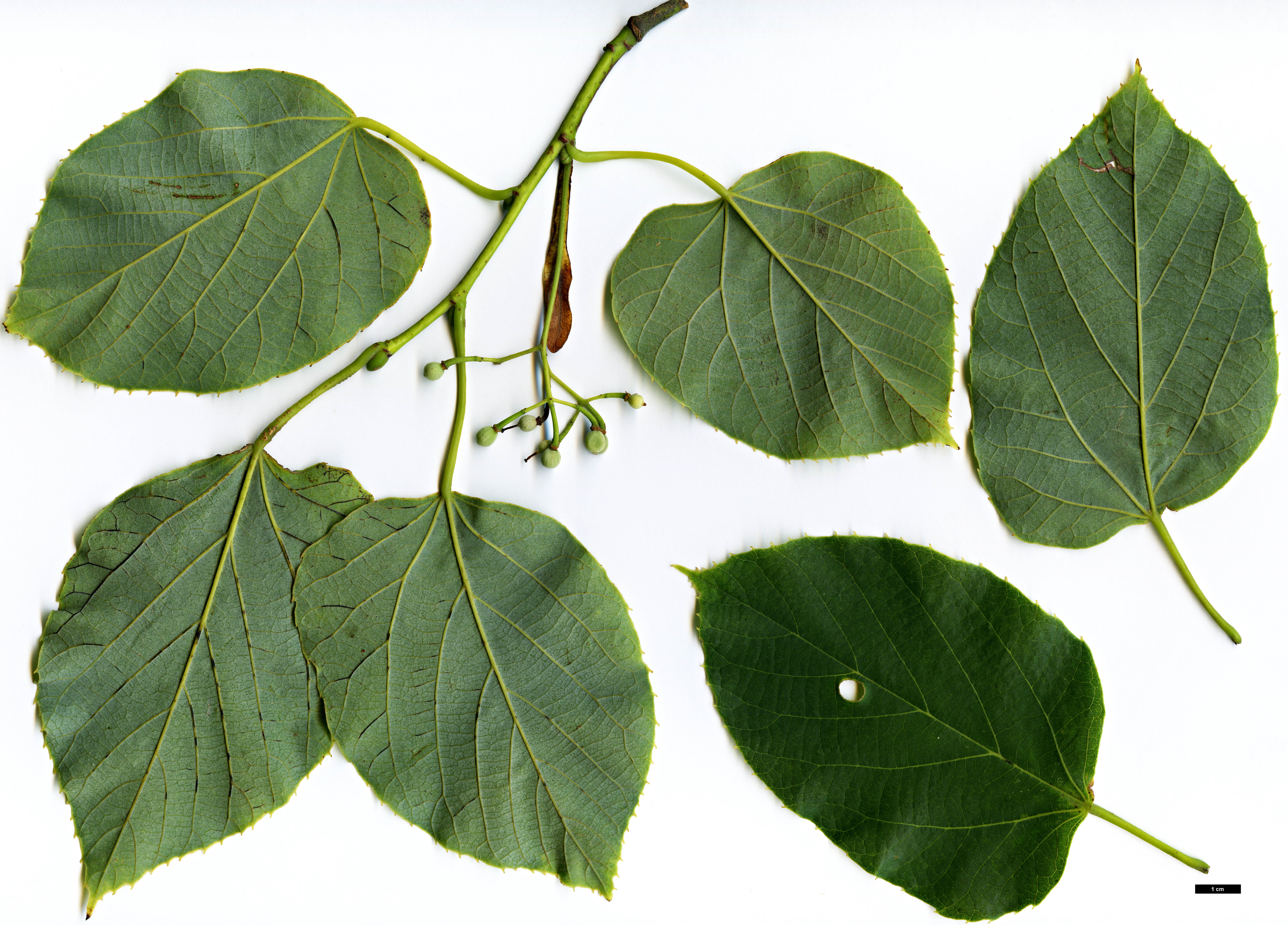 High resolution image: Family: Malvaceae - Genus: Tilia - Taxon: tuan