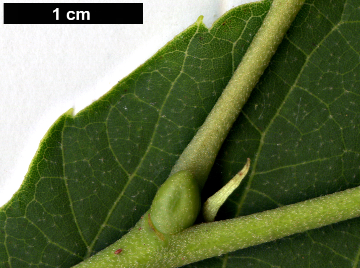 High resolution image: Family: Malvaceae - Genus: Tilia - Taxon: tuan