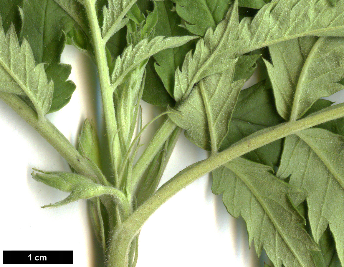 High resolution image: Family: Melianthaceae - Genus: Melianthus - Taxon: minor