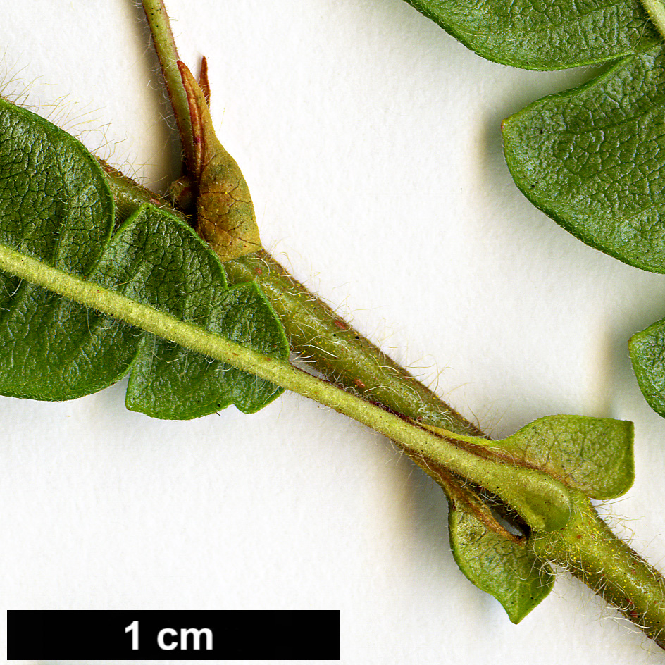 High resolution image: Family: Myricaceae - Genus: Comptonia - Taxon: peregrina