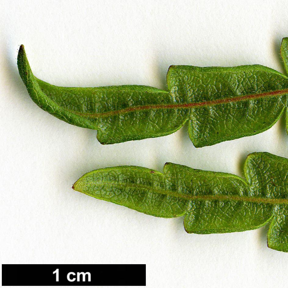 High resolution image: Family: Myricaceae - Genus: Comptonia - Taxon: peregrina
