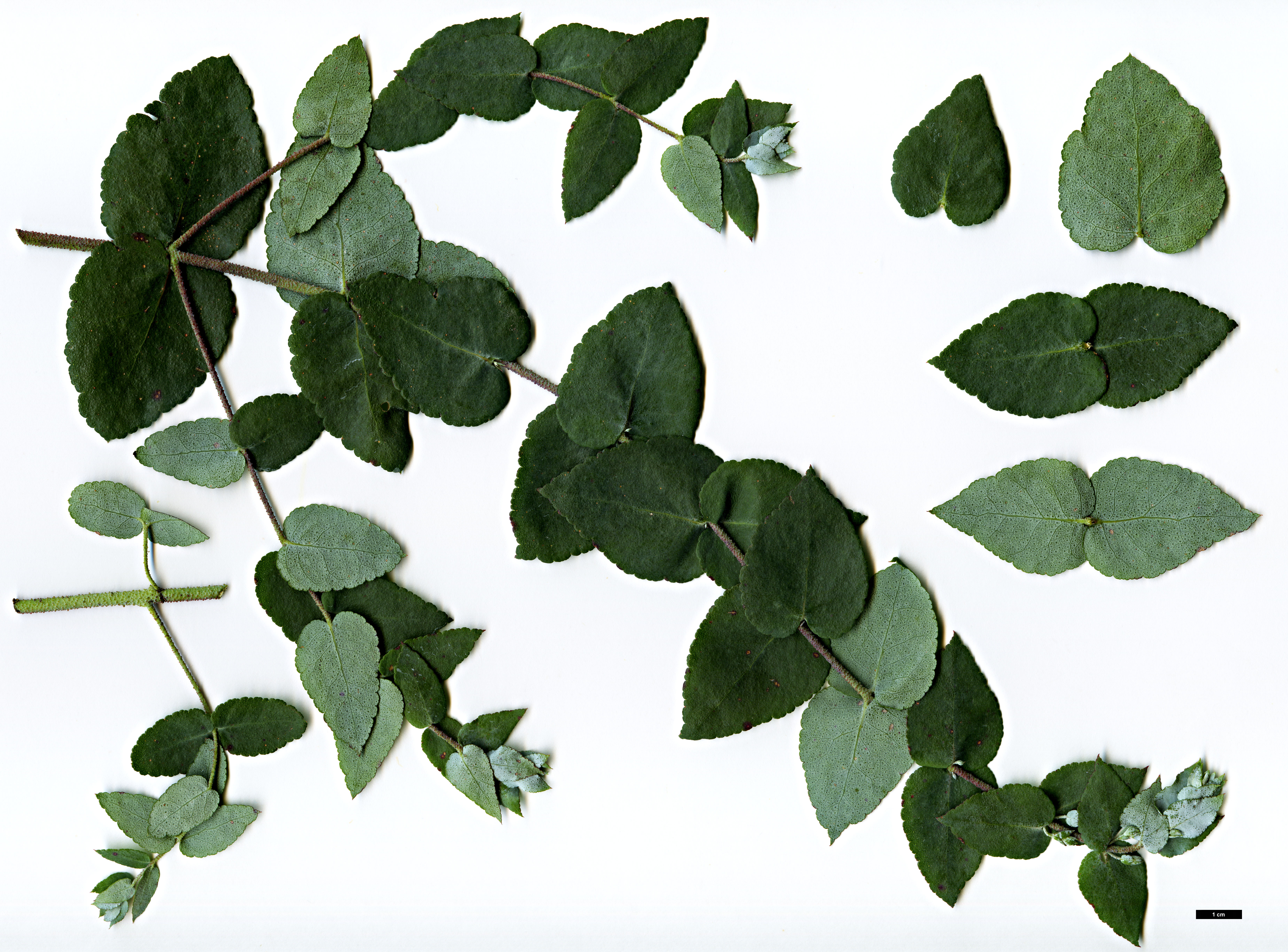 High resolution image: Family: Myrtaceae - Genus: Eucalyptus - Taxon: crenulata