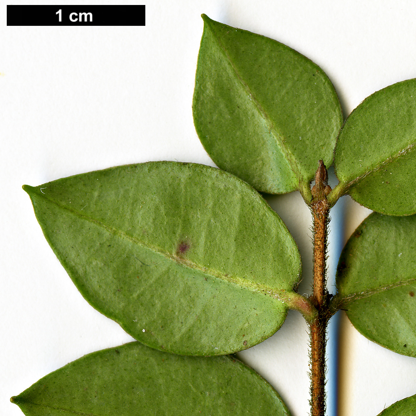 High resolution image: Family: Myrtaceae - Genus: Luma - Taxon: apiculata