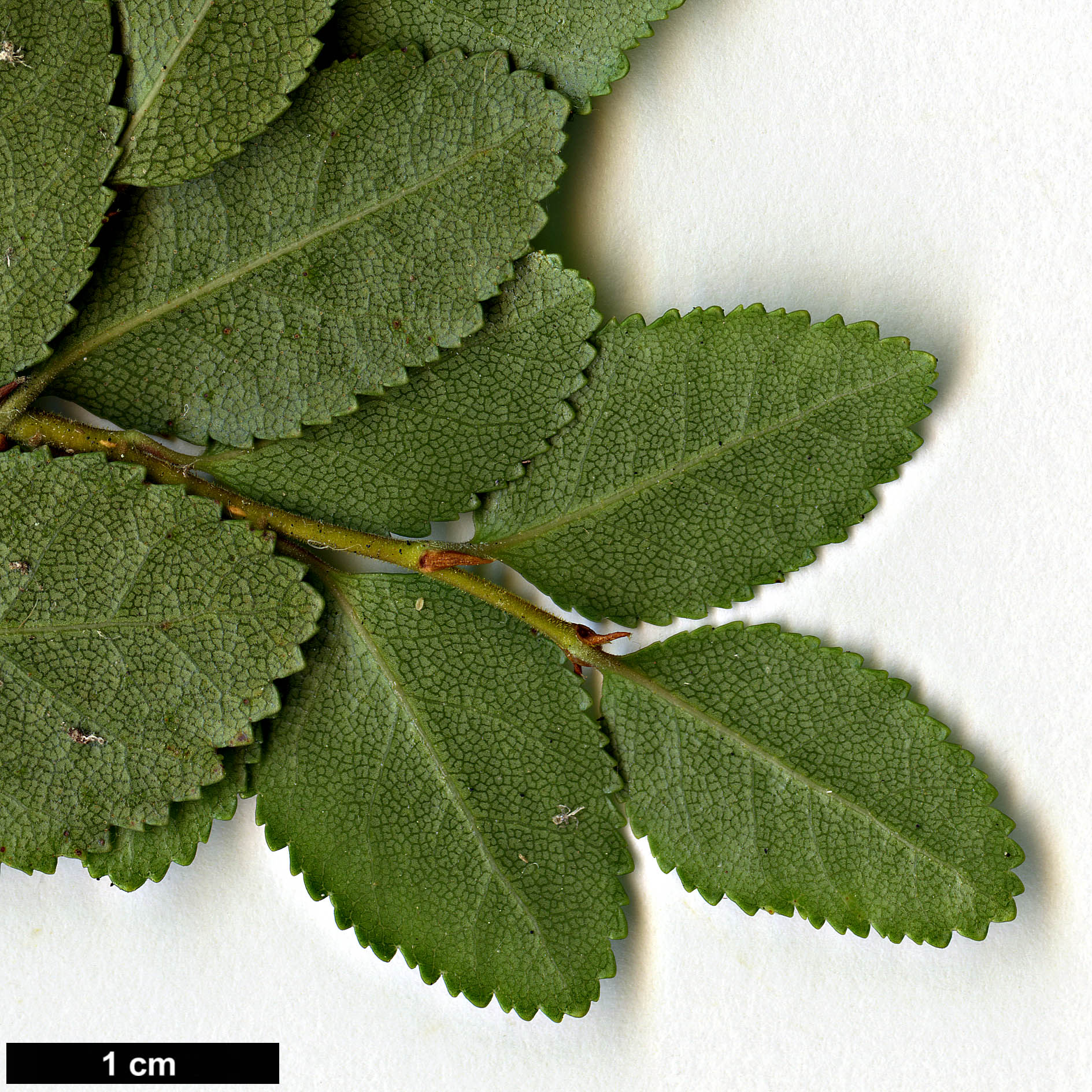 High resolution image: Family: Nothofagaceae - Genus: Nothofagus - Taxon: betuloides