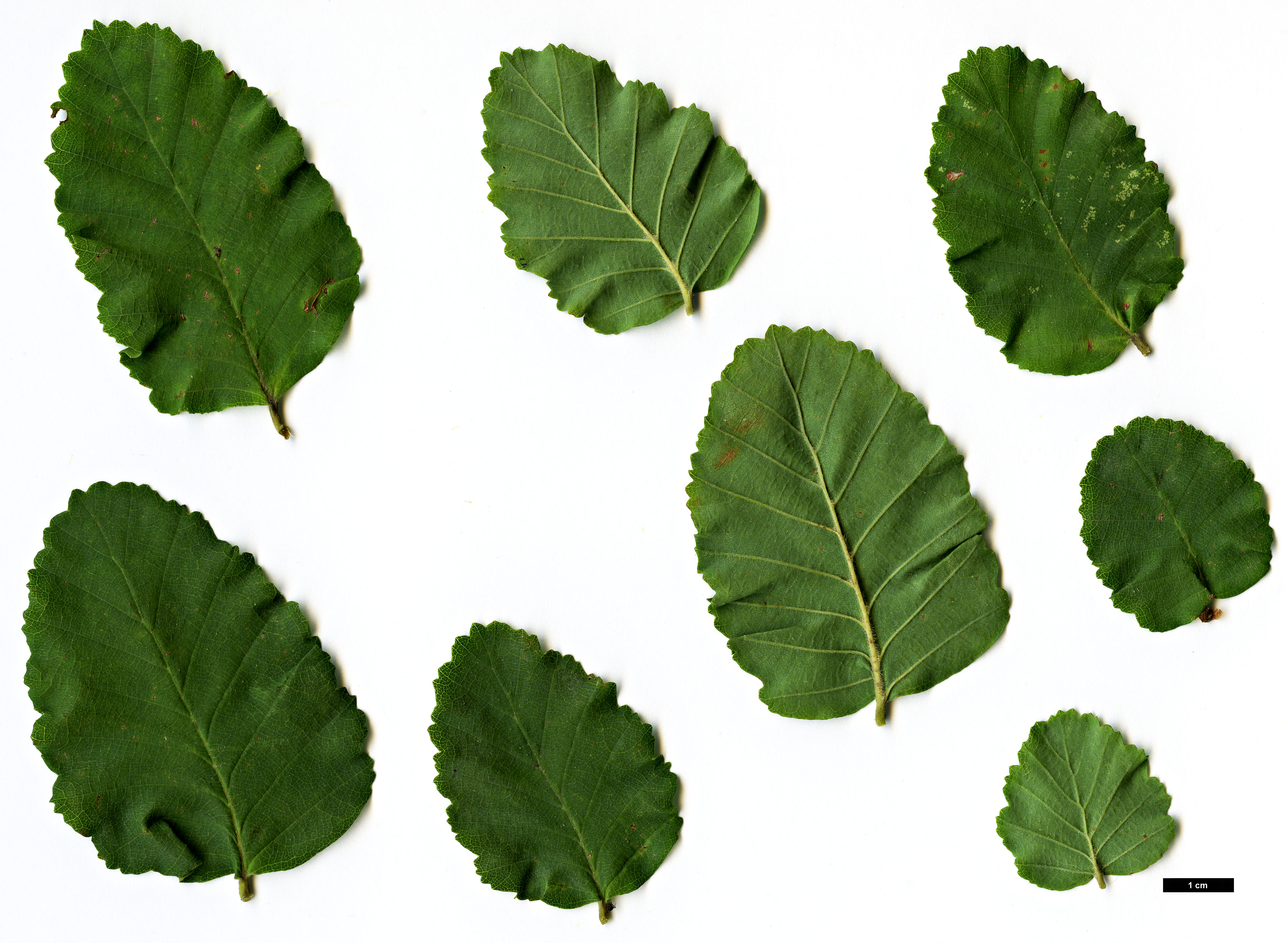 High resolution image: Family: Nothofagaceae - Genus: Nothofagus - Taxon: glauca