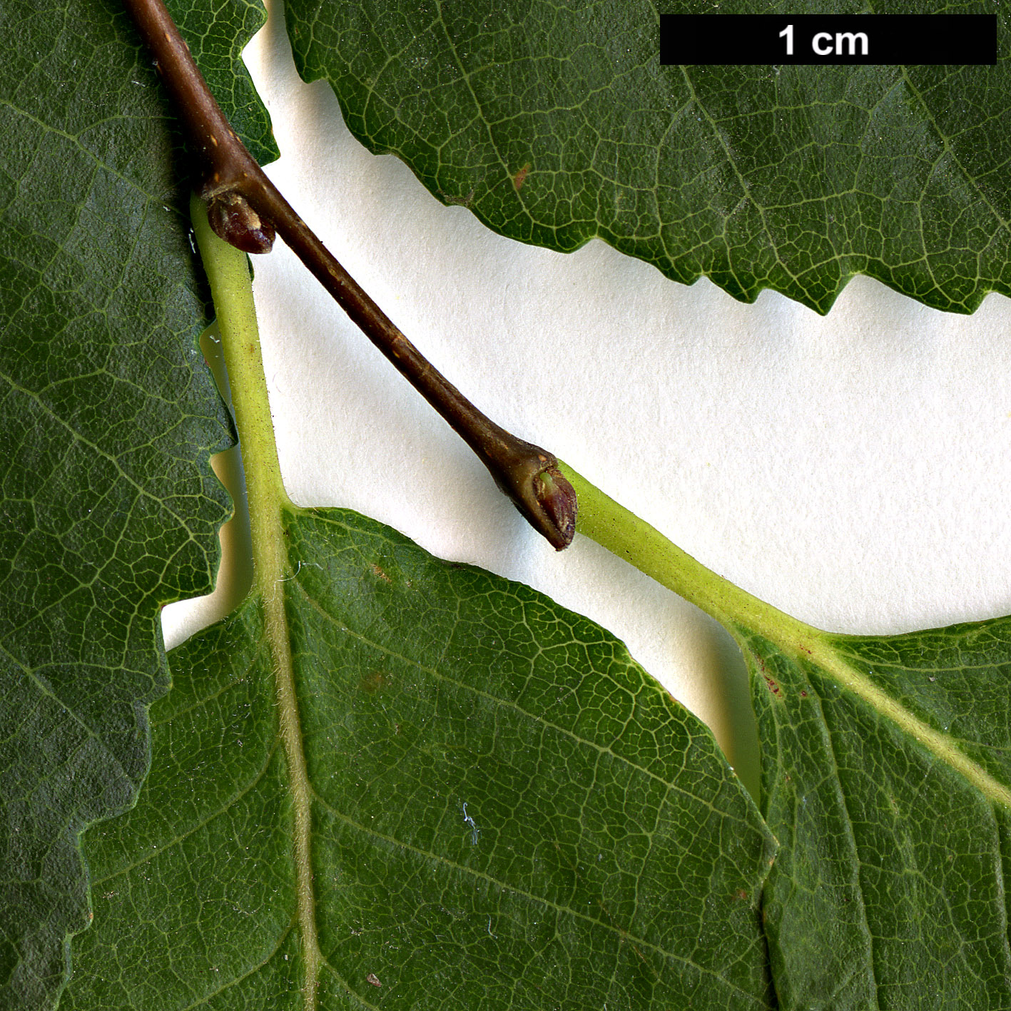 High resolution image: Family: Nothofagaceae - Genus: Nothofagus - Taxon: obliqua