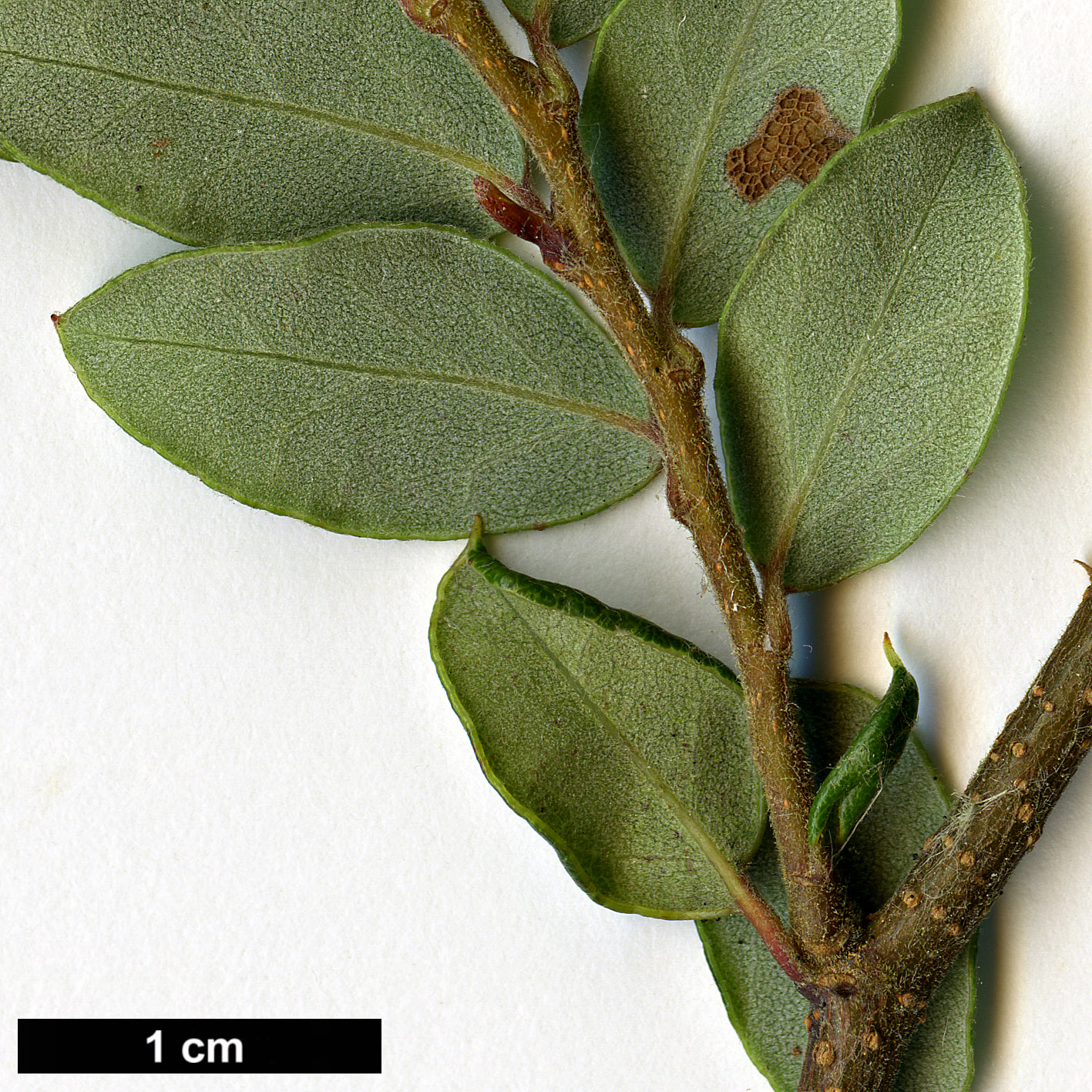 High resolution image: Family: Nothofagaceae - Genus: Nothofagus - Taxon: solanderi