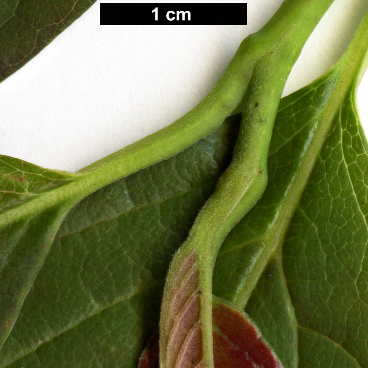 High resolution image: Family: Nyssaceae - Genus: Nyssa - Taxon: leptophylla