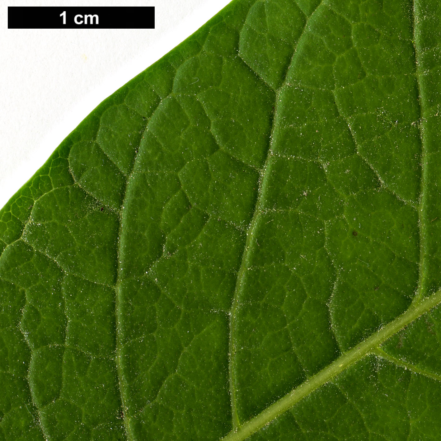 High resolution image: Family: Oleaceae - Genus: Chionanthus - Taxon: virginicus