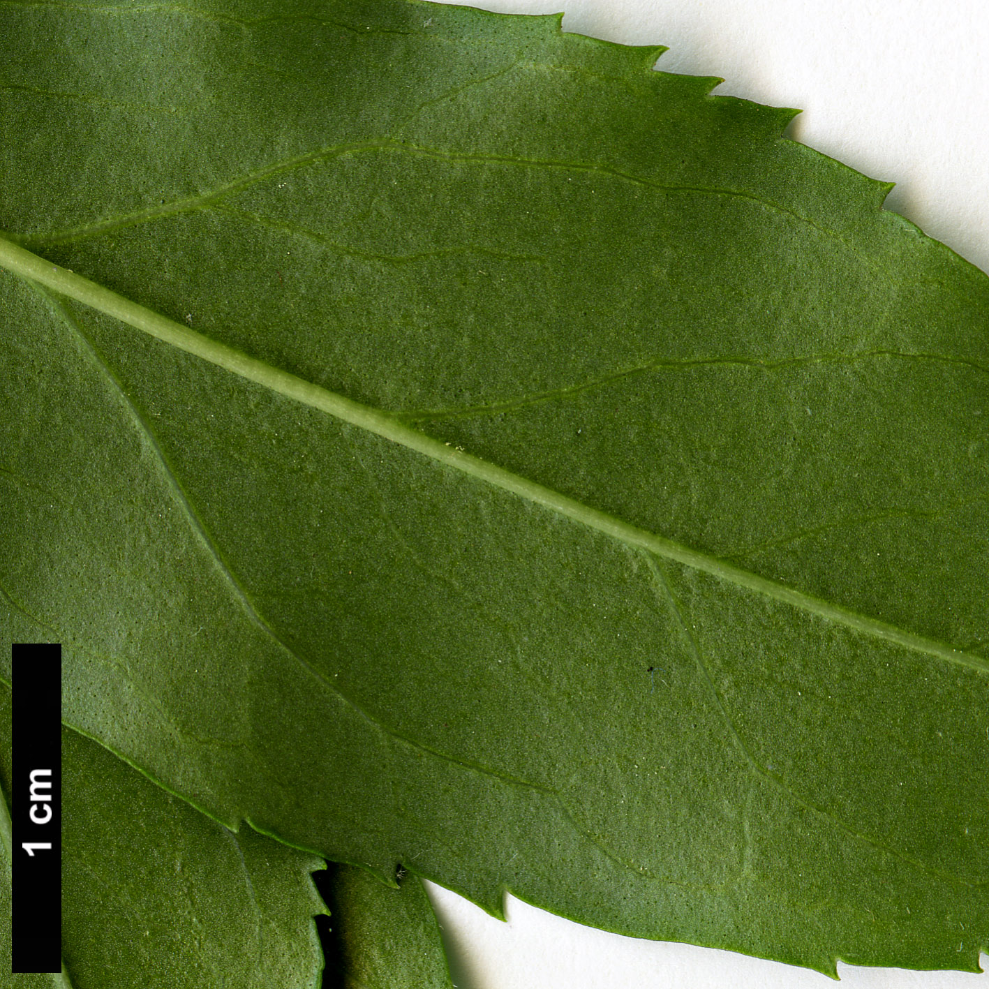 High resolution image: Family: Oleaceae - Genus: Forsythia - Taxon: ovata