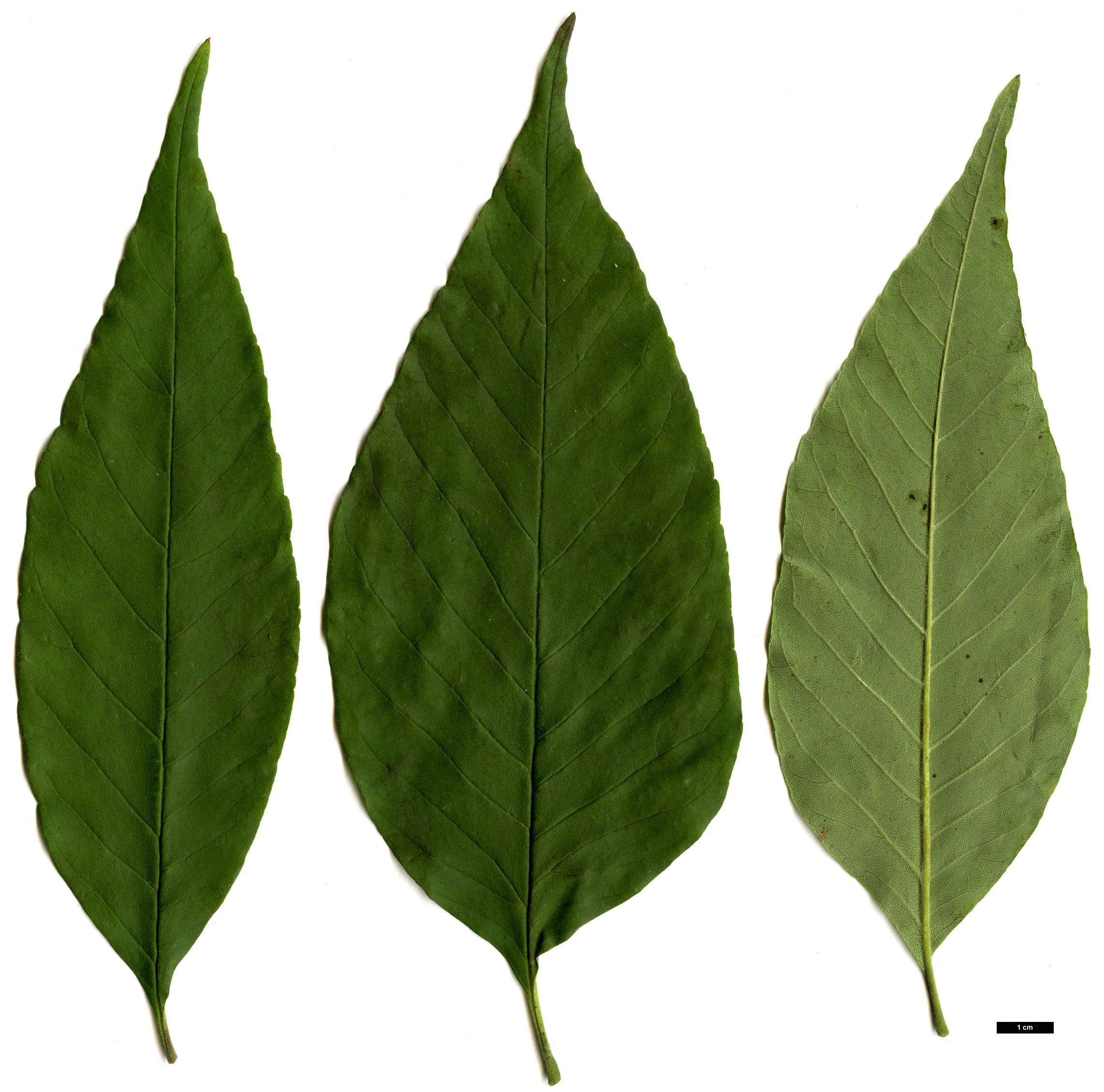 High resolution image: Family: Oleaceae - Genus: Fraxinus - Taxon: americana