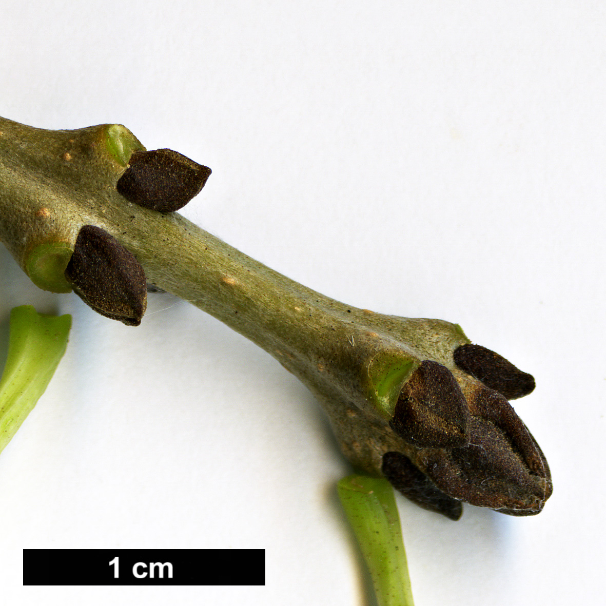 High resolution image: Family: Oleaceae - Genus: Fraxinus - Taxon: angustifolia - SpeciesSub: 'Moraine'