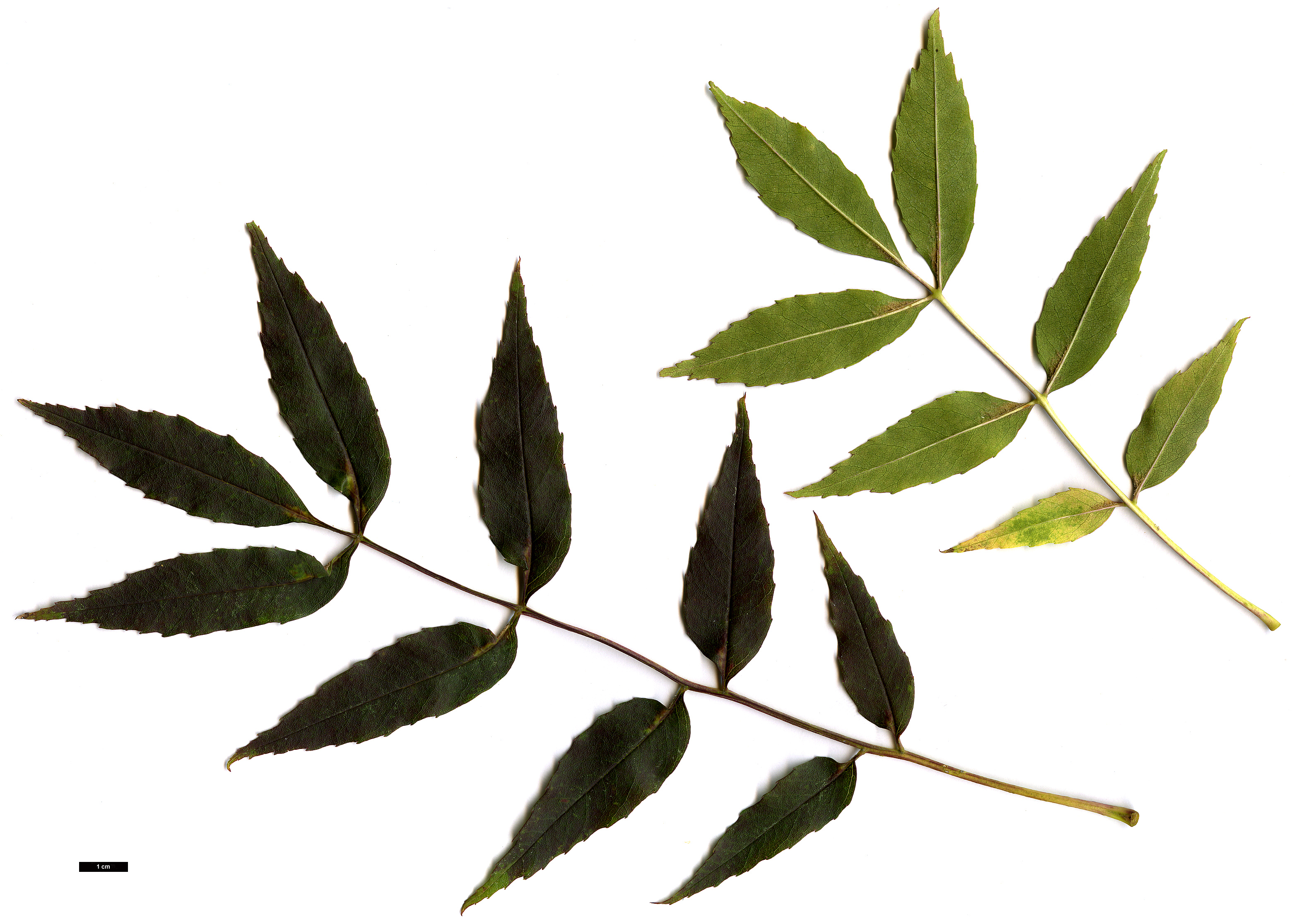 High resolution image: Family: Oleaceae - Genus: Fraxinus - Taxon: angustifolia