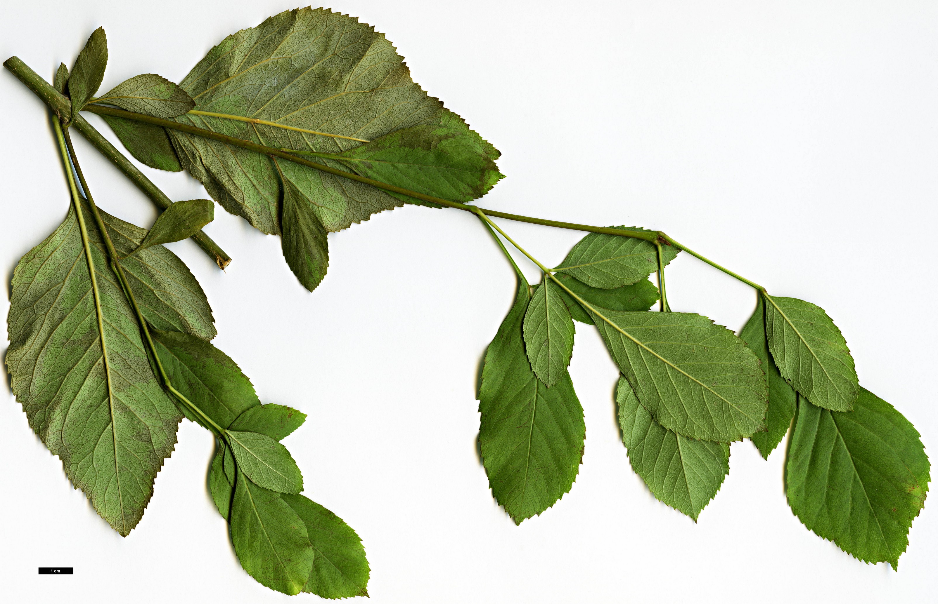High resolution image: Family: Oleaceae - Genus: Fraxinus - Taxon: anomala