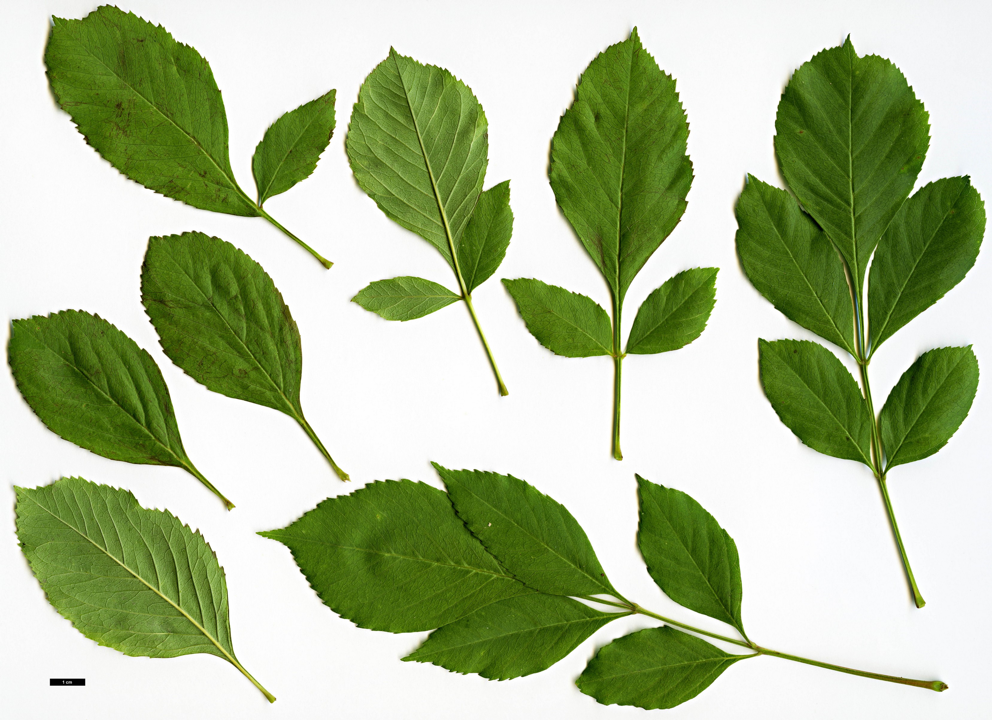 High resolution image: Family: Oleaceae - Genus: Fraxinus - Taxon: anomala