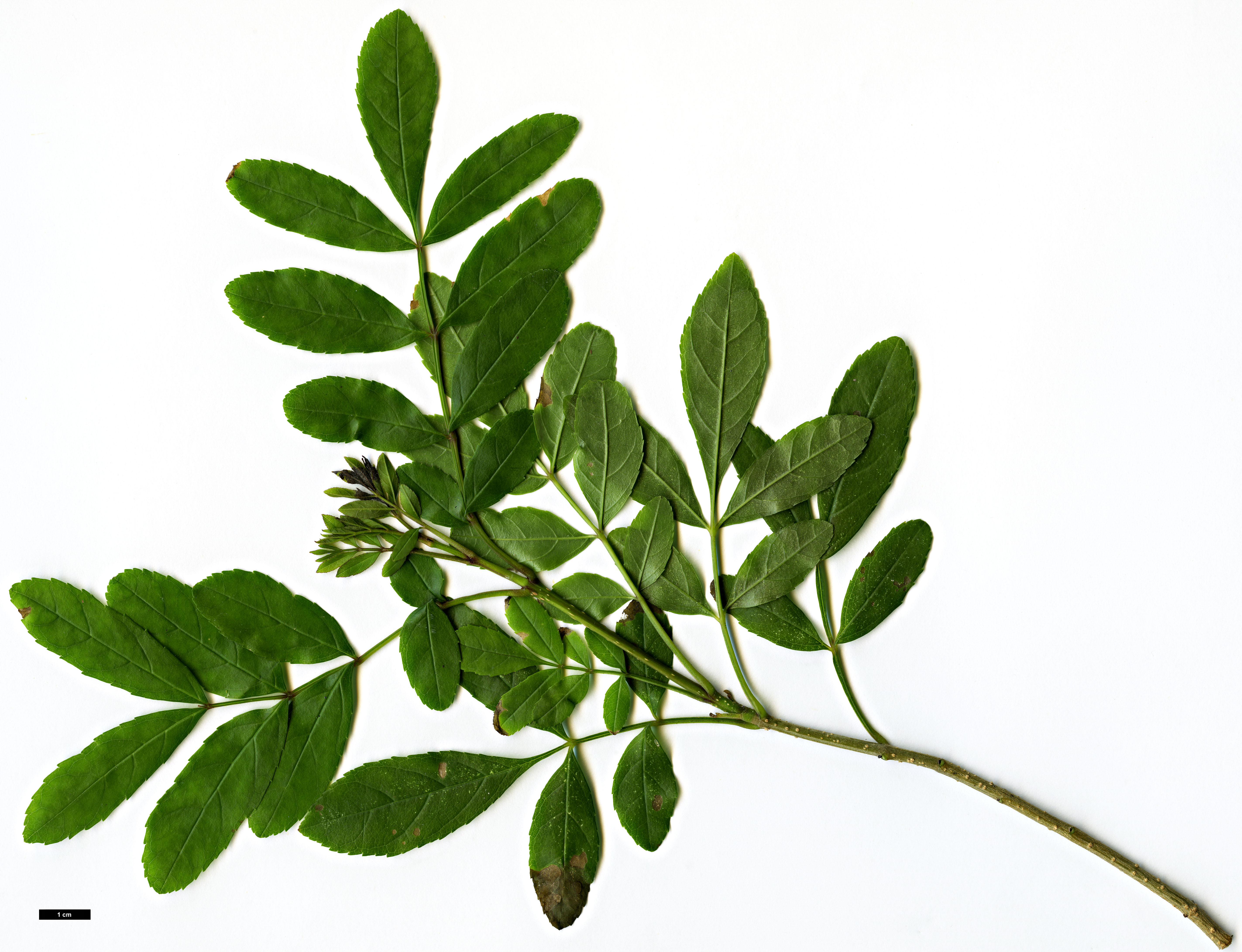 High resolution image: Family: Oleaceae - Genus: Fraxinus - Taxon: baroniana