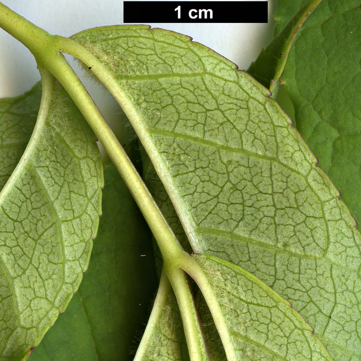 High resolution image: Family: Oleaceae - Genus: Fraxinus - Taxon: chiisanensis
