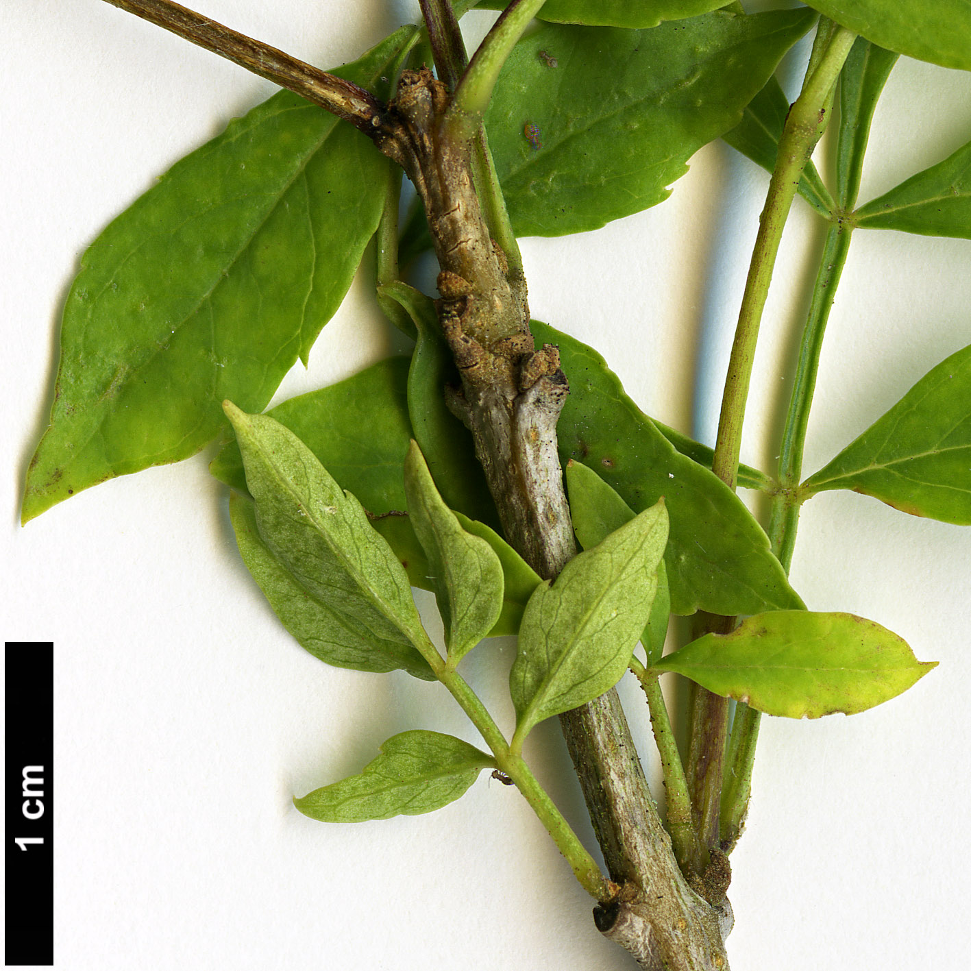 High resolution image: Family: Oleaceae - Genus: Fraxinus - Taxon: cuspidata