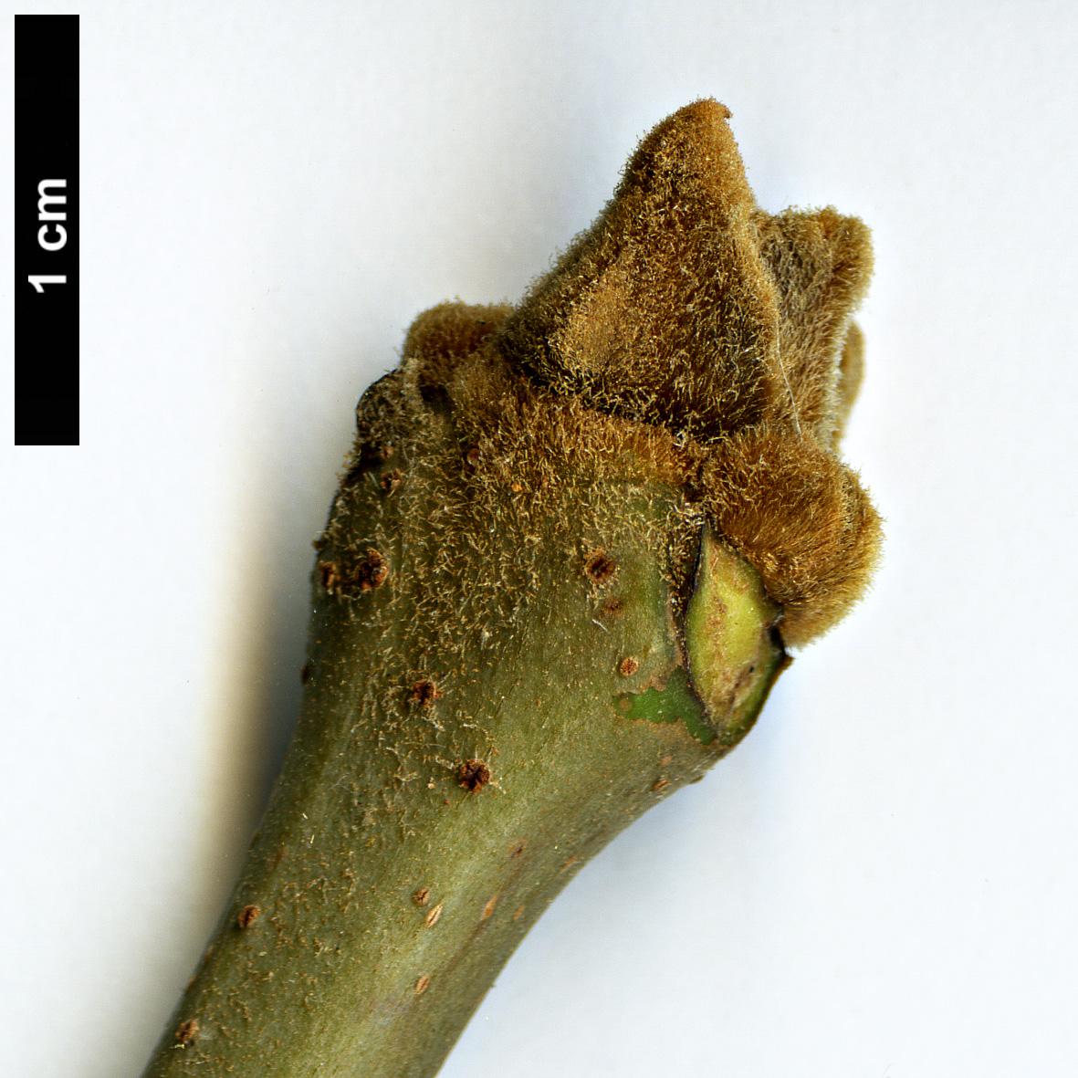 High resolution image: Family: Oleaceae - Genus: Fraxinus - Taxon: floribunda