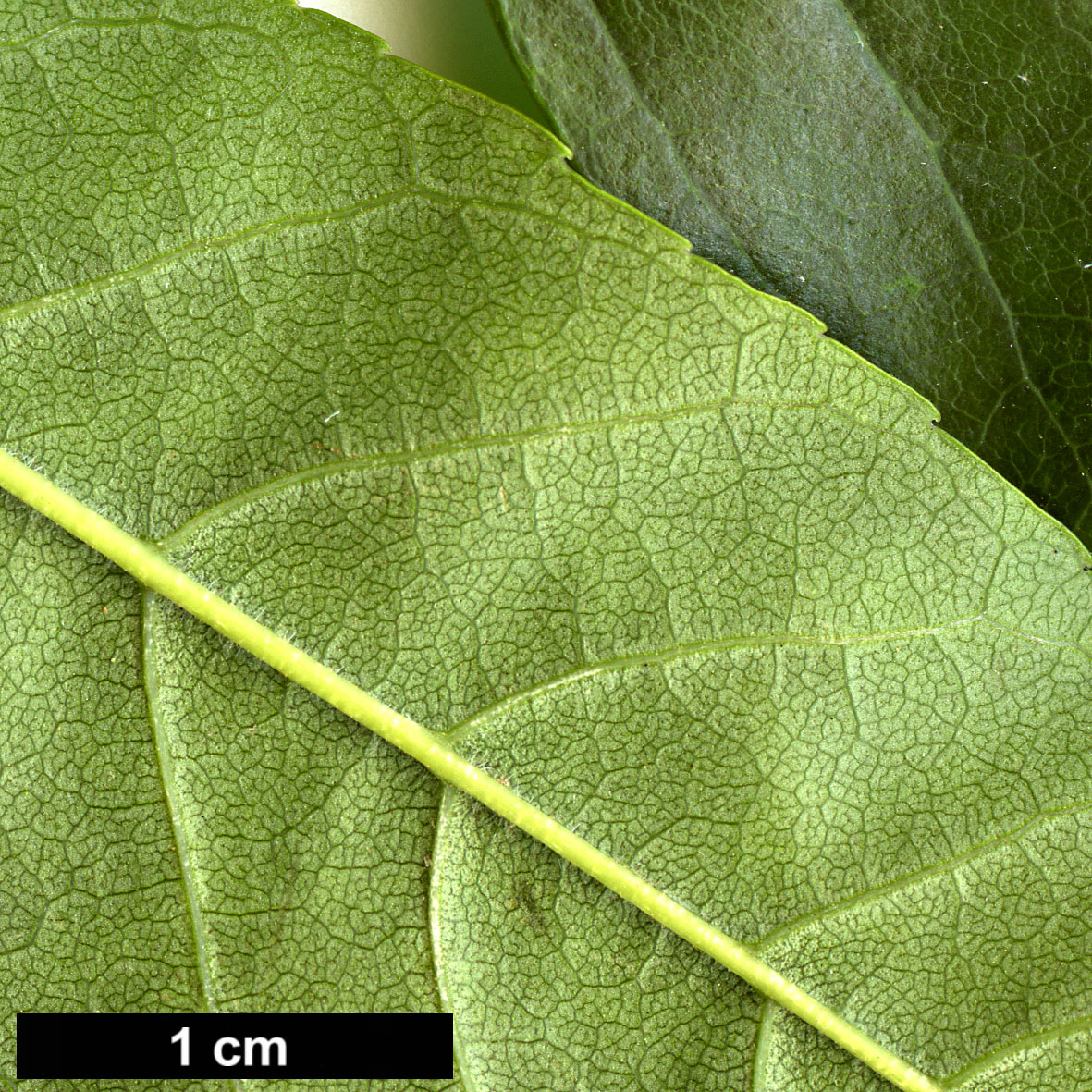 High resolution image: Family: Oleaceae - Genus: Fraxinus - Taxon: floribunda