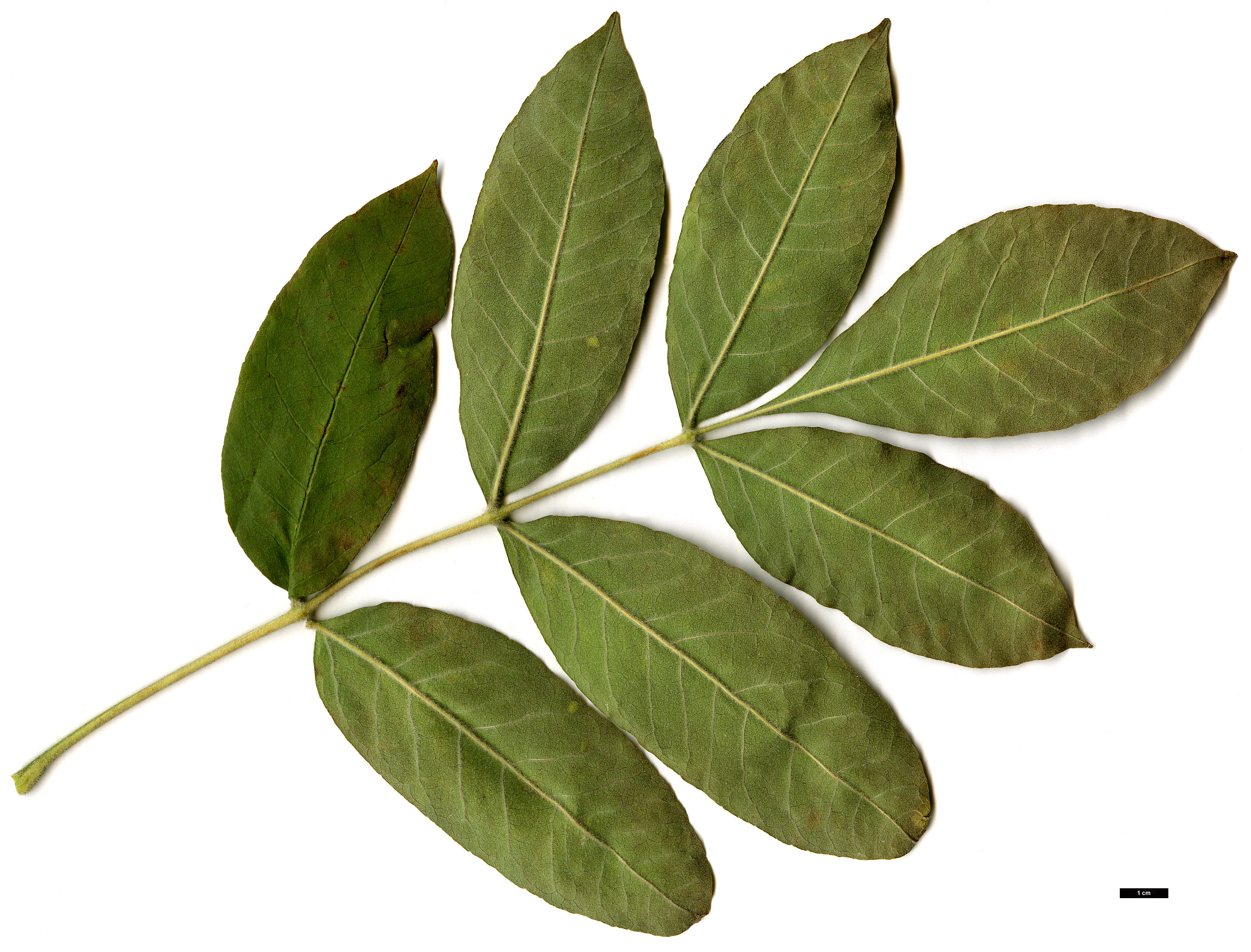 High resolution image: Family: Oleaceae - Genus: Fraxinus - Taxon: latifolia