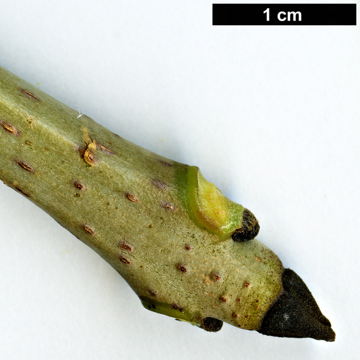 High resolution image: Family: Oleaceae - Genus: Fraxinus - Taxon: nigra