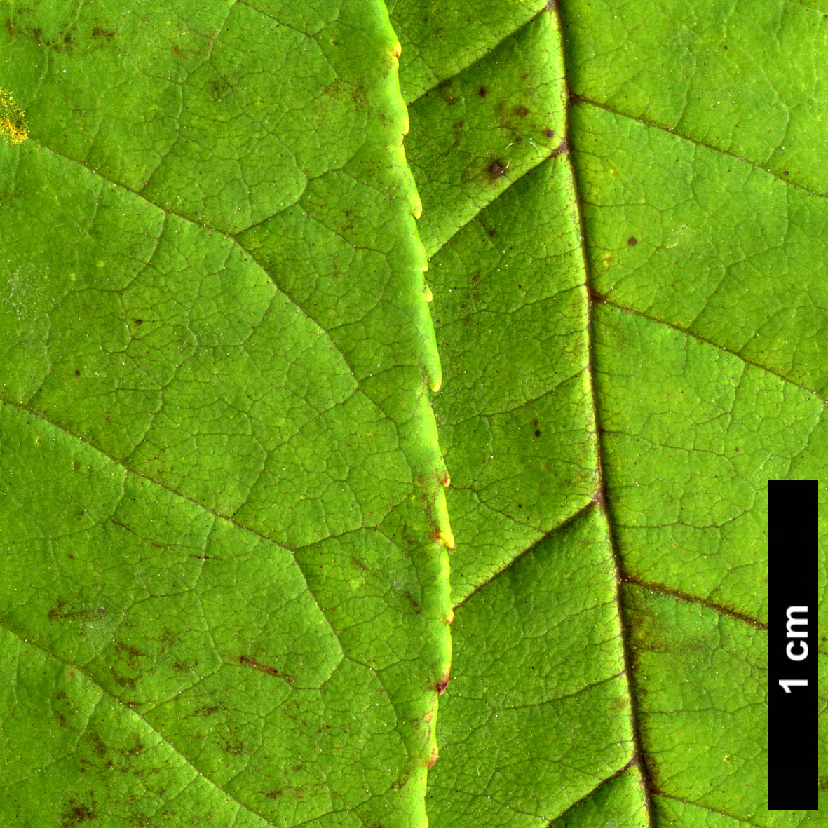 High resolution image: Family: Oleaceae - Genus: Fraxinus - Taxon: platypoda