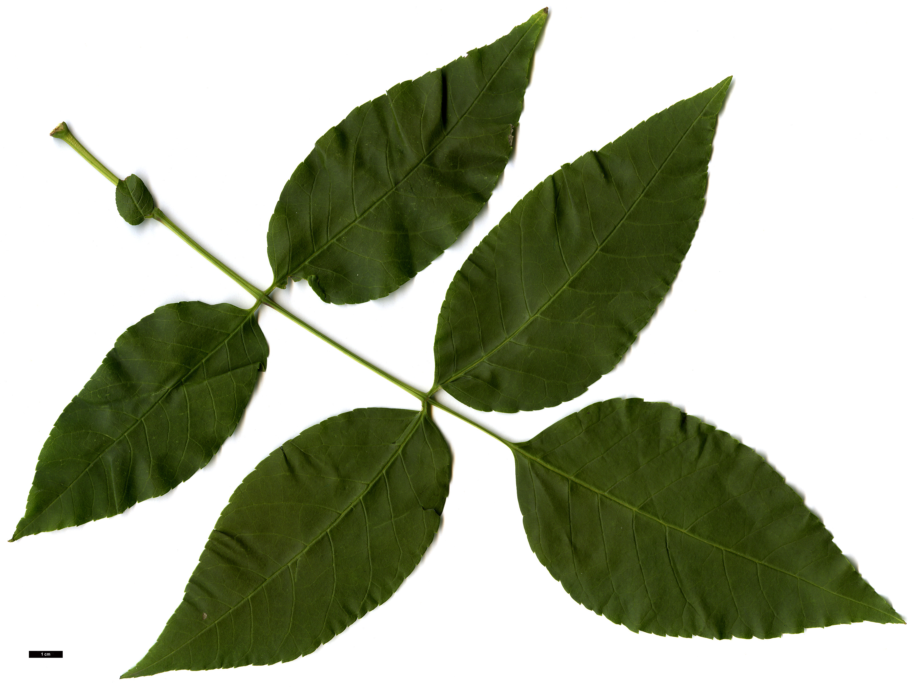 High resolution image: Family: Oleaceae - Genus: Fraxinus - Taxon: quadrangulata