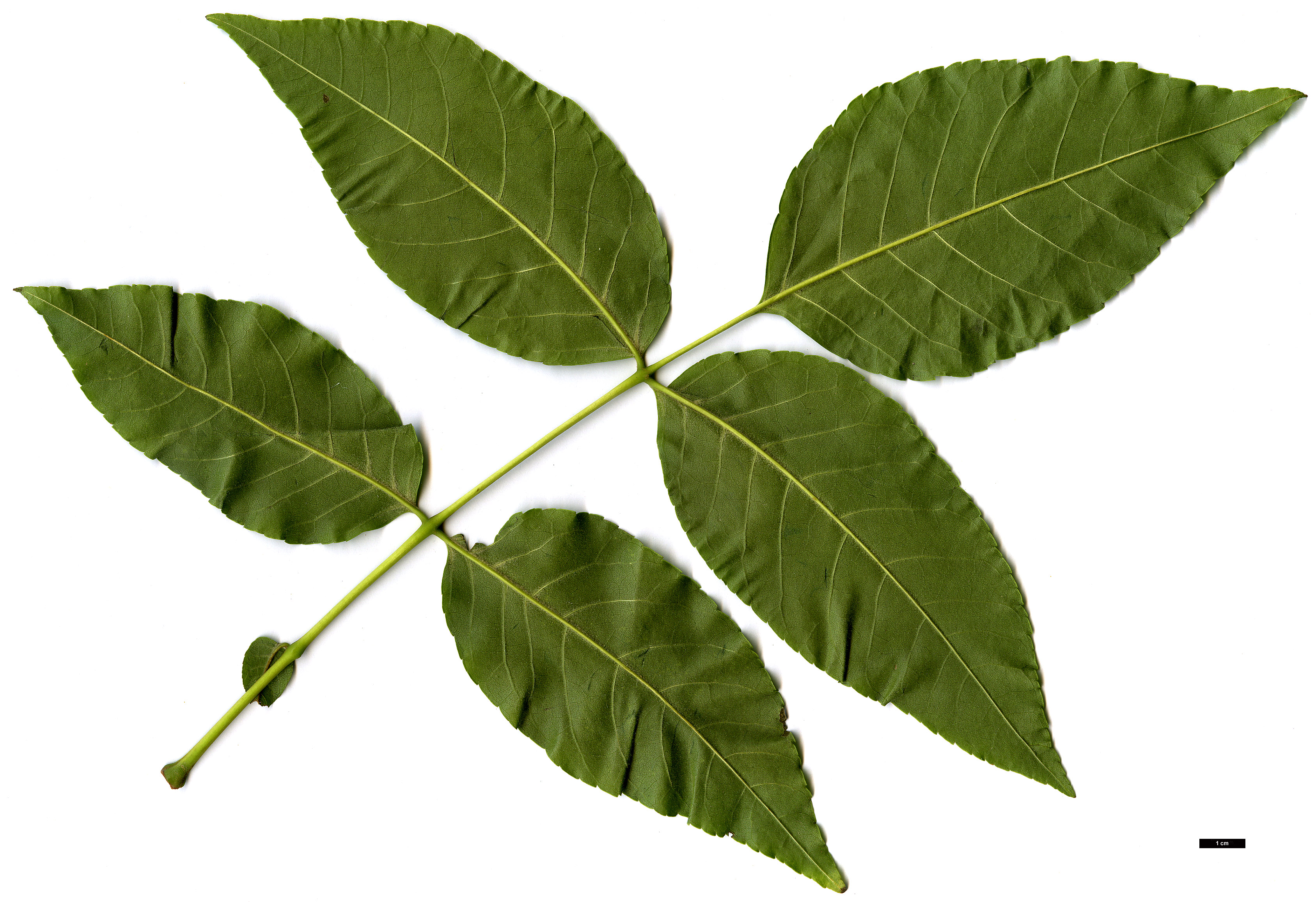 High resolution image: Family: Oleaceae - Genus: Fraxinus - Taxon: quadrangulata