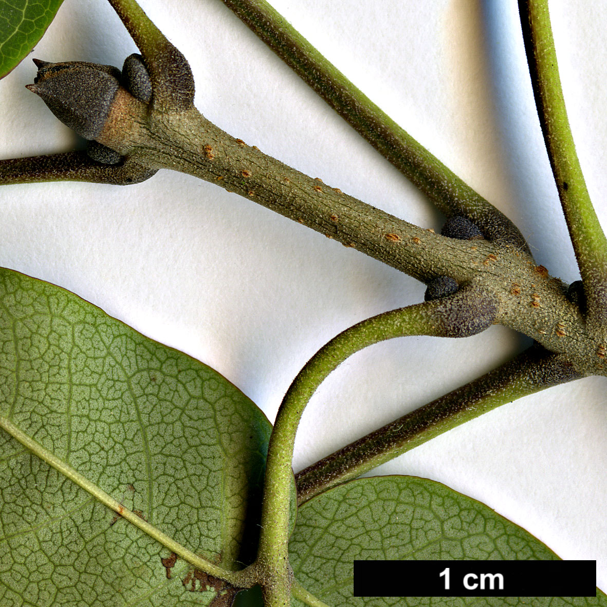 High resolution image: Family: Oleaceae - Genus: Fraxinus - Taxon: sieboldiana
