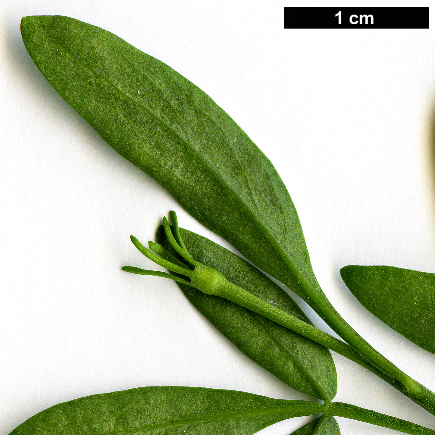 High resolution image: Family: Oleaceae - Genus: Jasminum - Taxon: fruticans