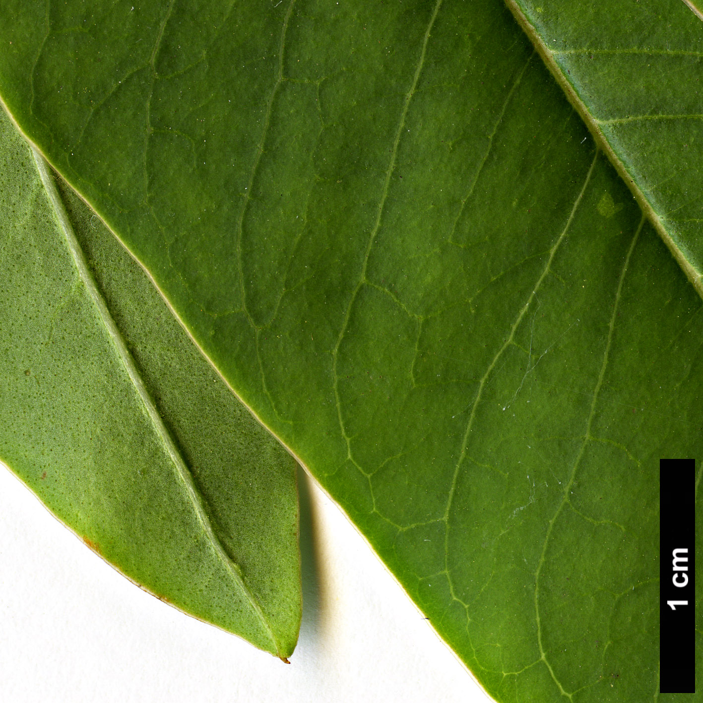 High resolution image: Family: Oleaceae - Genus: Ligustrum - Taxon: compactum