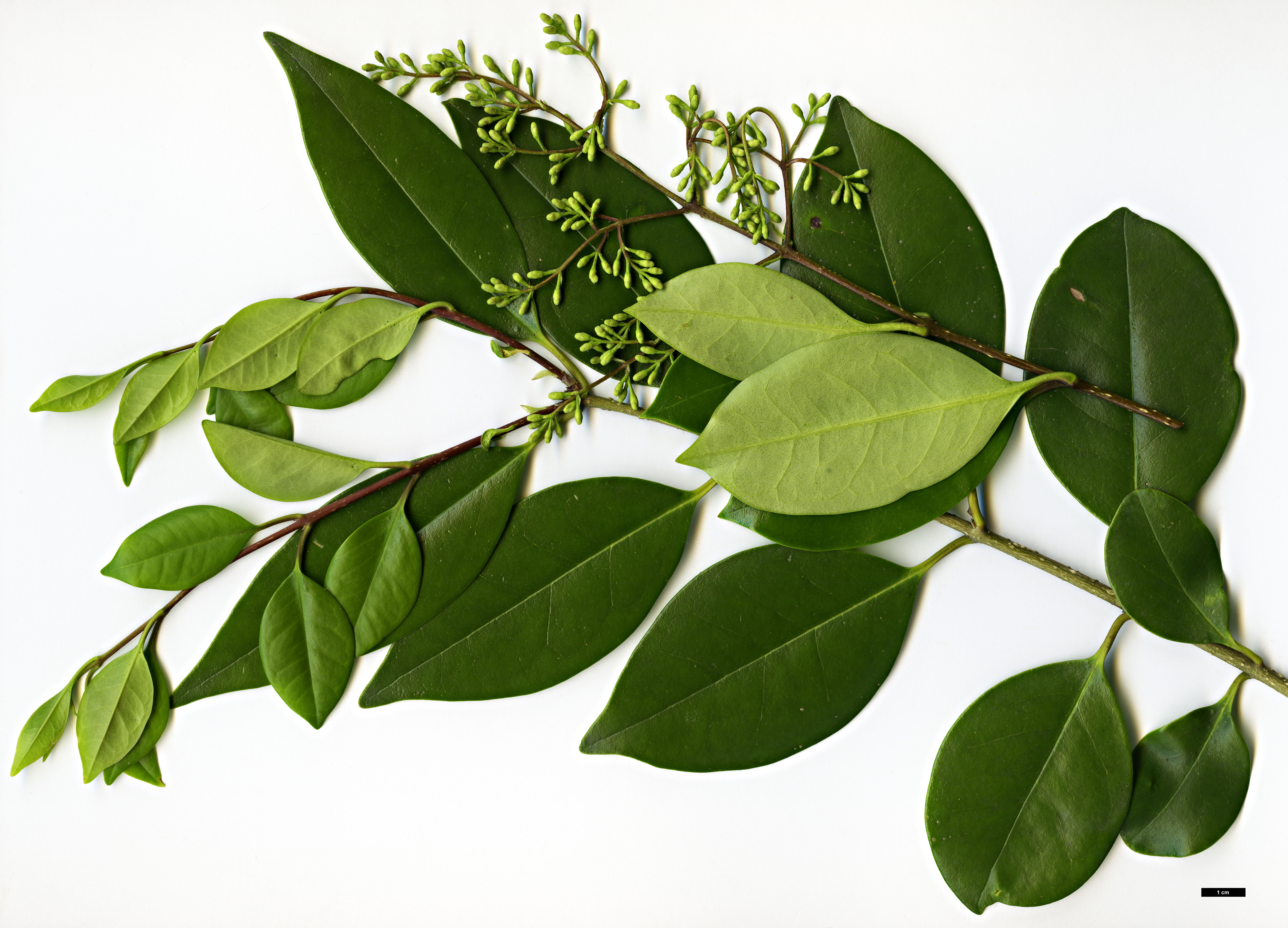 High resolution image: Family: Oleaceae - Genus: Ligustrum - Taxon: japonicum