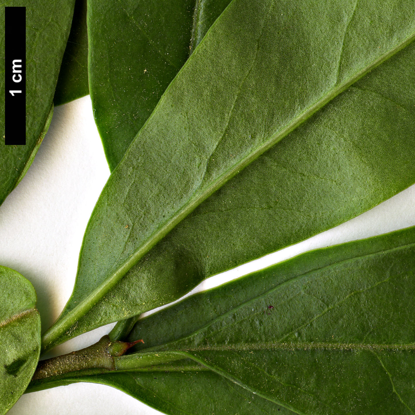 High resolution image: Family: Oleaceae - Genus: Ligustrum - Taxon: lindleyi