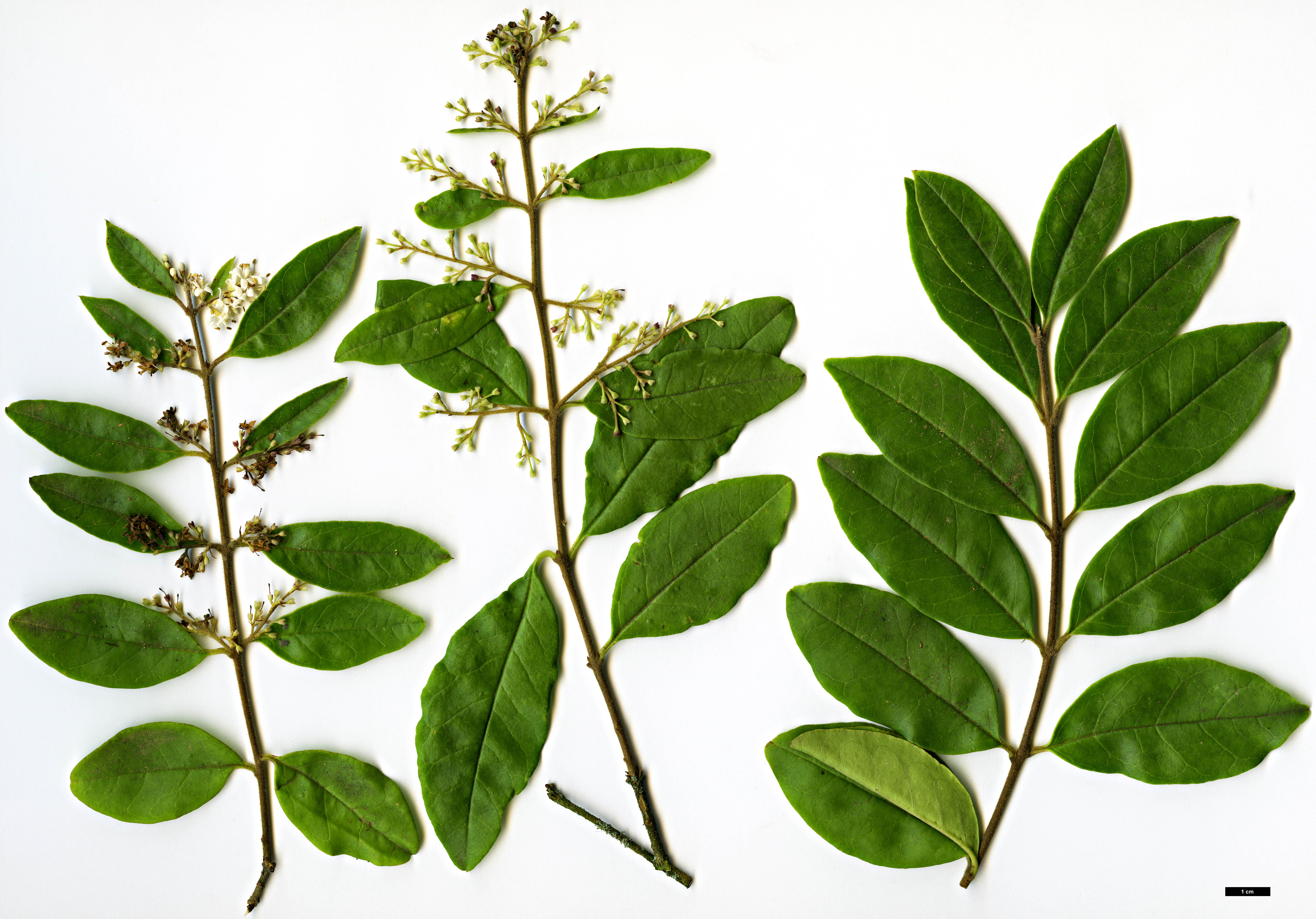 High resolution image: Family: Oleaceae - Genus: Ligustrum - Taxon: sinense