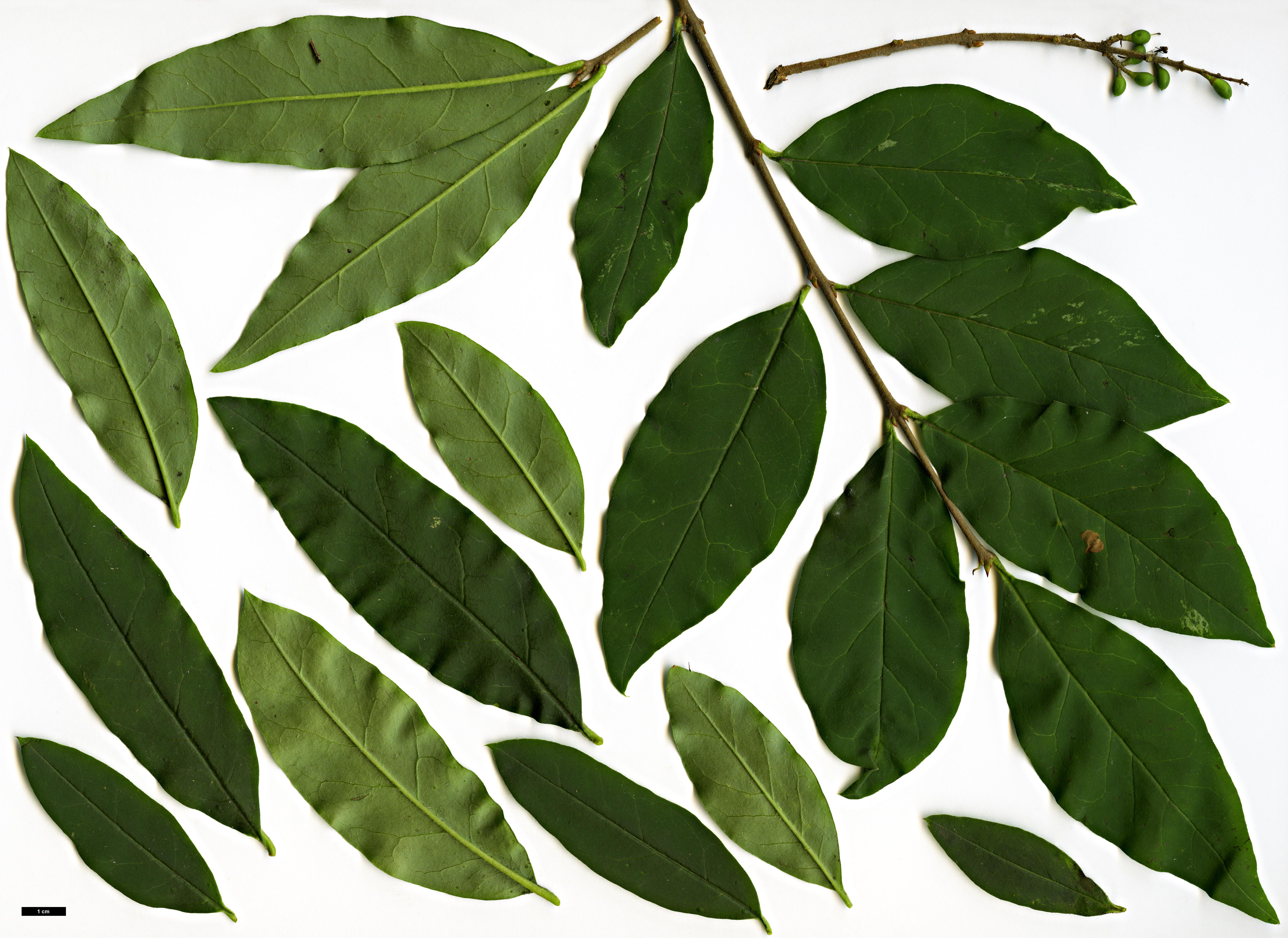 High resolution image: Family: Oleaceae - Genus: Ligustrum - Taxon: tschonoskii