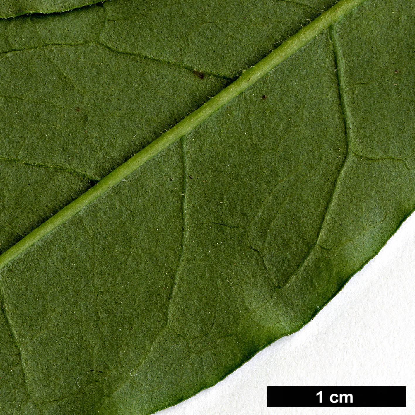 High resolution image: Family: Oleaceae - Genus: Ligustrum - Taxon: tschonoskii