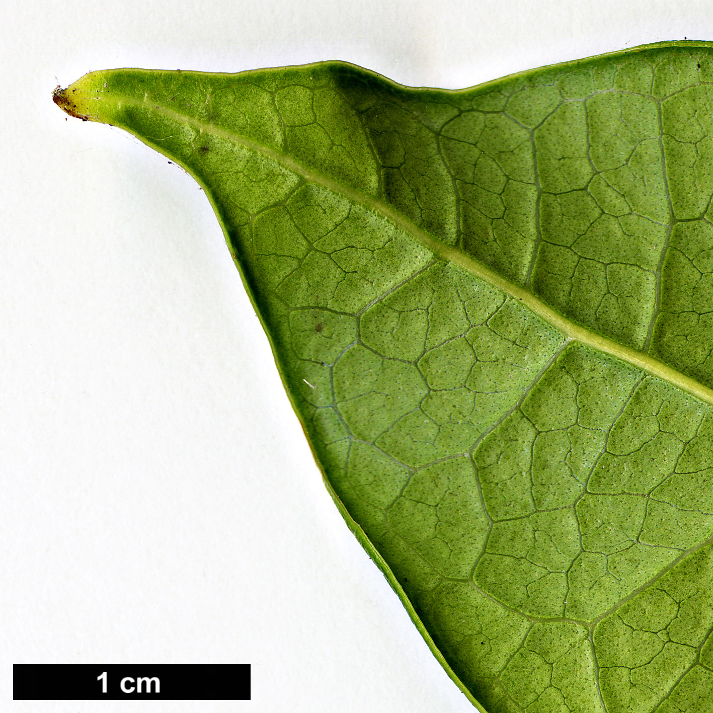 High resolution image: Family: Oleaceae - Genus: Osmanthus - Taxon: fragrans