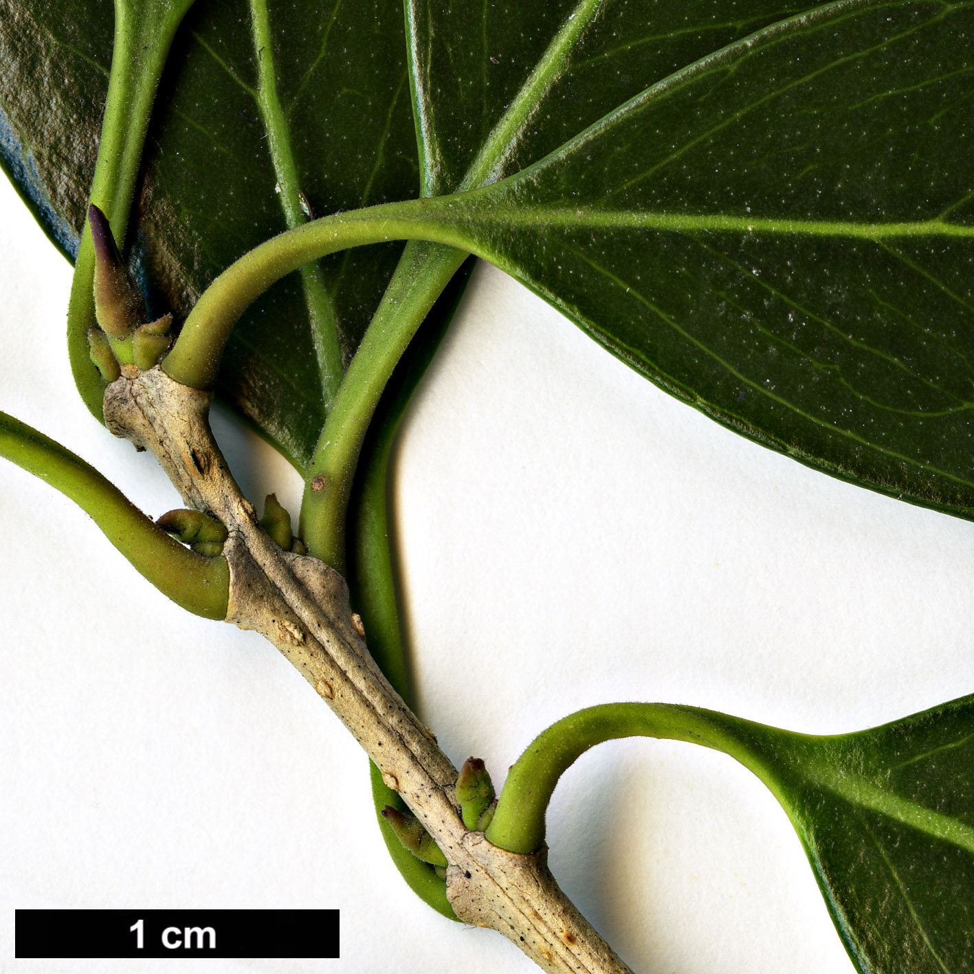 High resolution image: Family: Oleaceae - Genus: Osmanthus - Taxon: heterophyllus