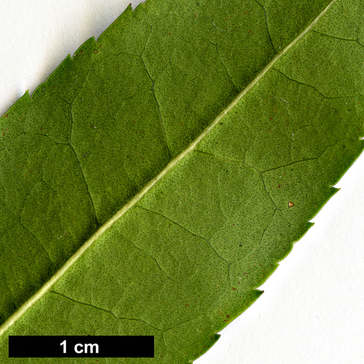 High resolution image: Family: Oleaceae - Genus: Osmanthus - Taxon: suavis