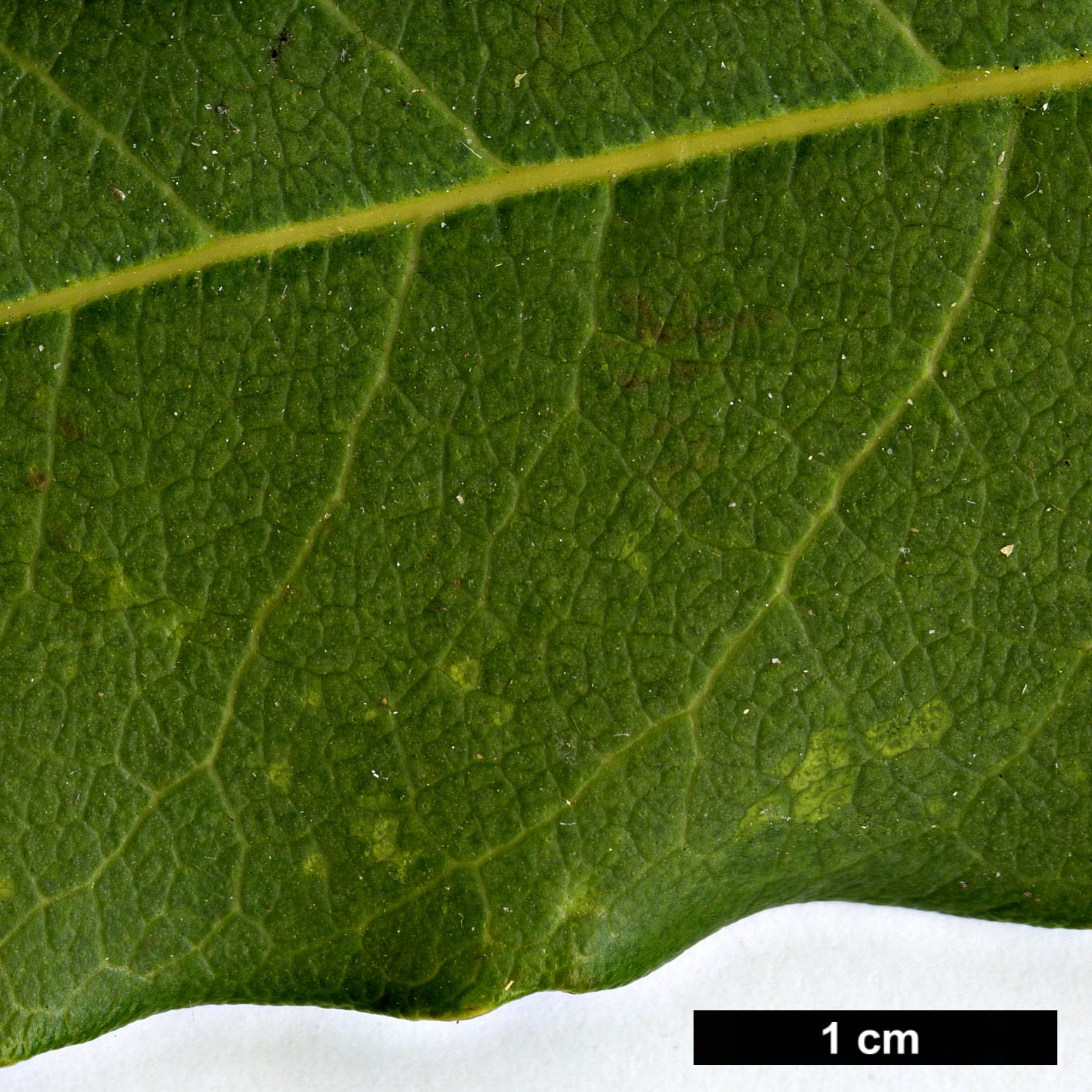 High resolution image: Family: Oleaceae - Genus: Osmanthus - Taxon: yunnanensis