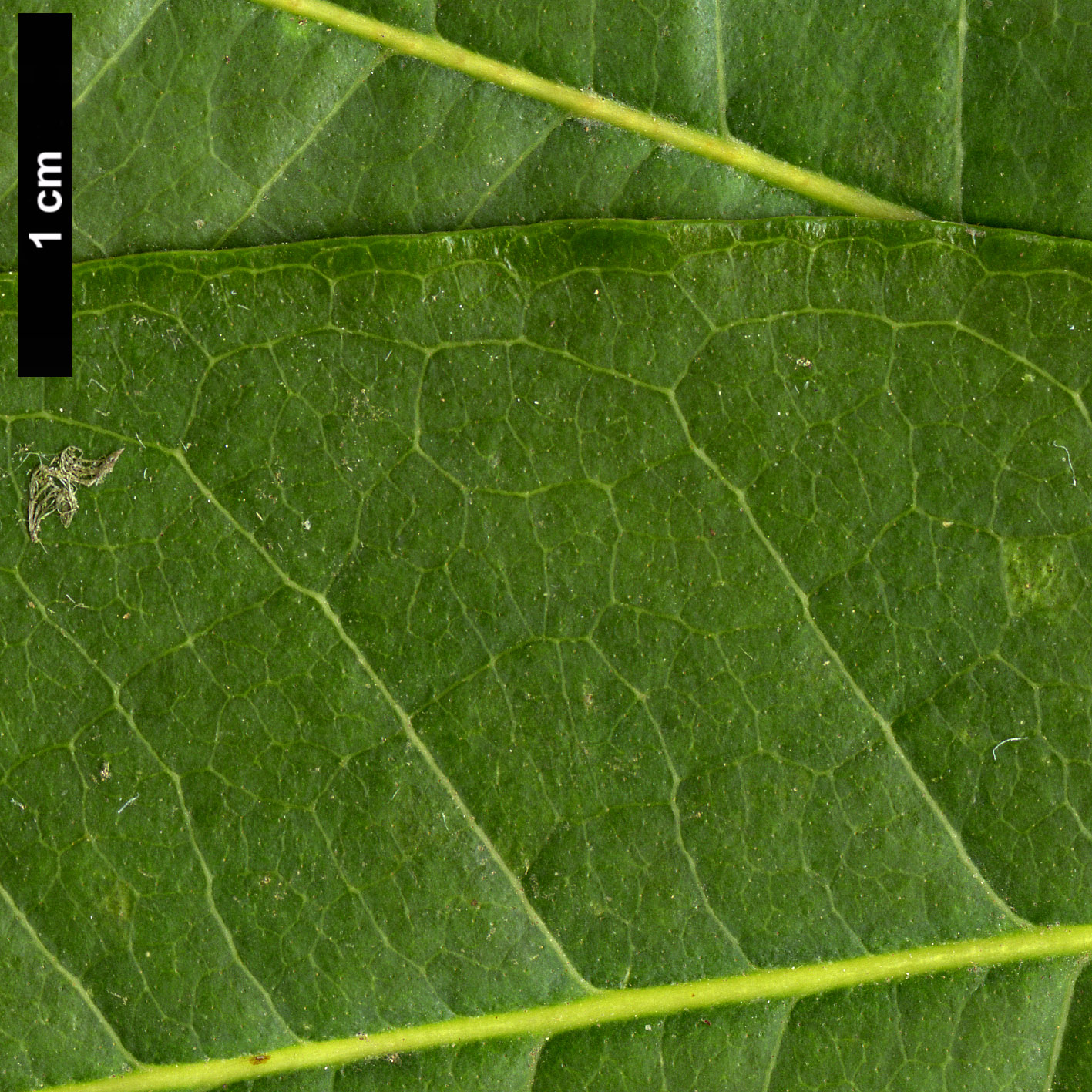 High resolution image: Family: Oleaceae - Genus: Osmanthus - Taxon: yunnanensis