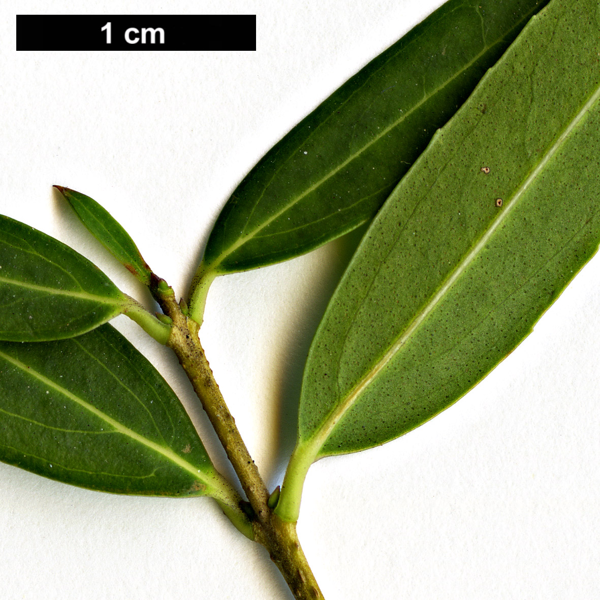 High resolution image: Family: Oleaceae - Genus: Phillyrea - Taxon: angustifolia
