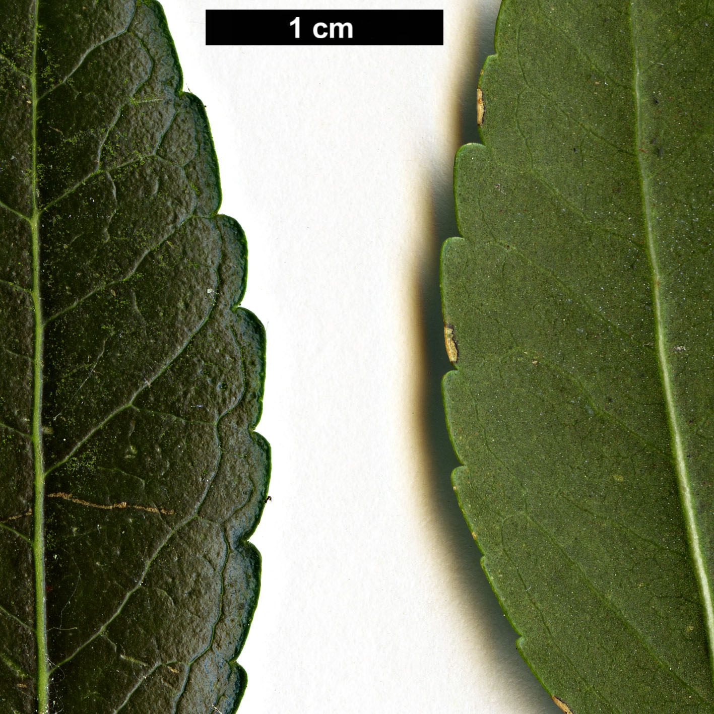 High resolution image: Family: Oleaceae - Genus: Phillyrea - Taxon: latifolia