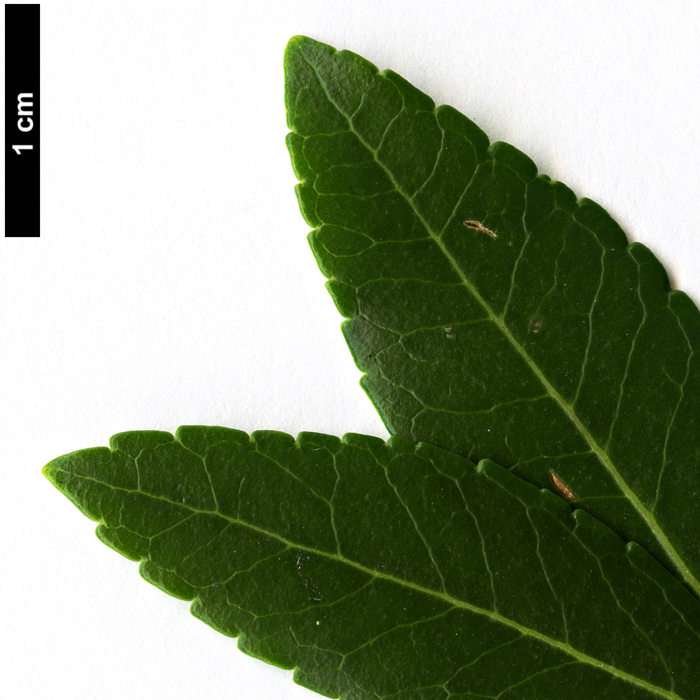 High resolution image: Family: Oleaceae - Genus: Phillyrea - Taxon: latifolia