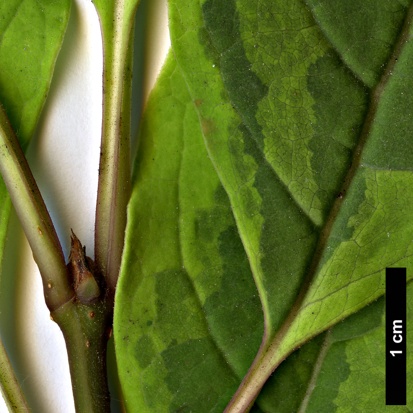 High resolution image: Family: Oleaceae - Genus: Syringa - Taxon: emodi - SpeciesSub: 'Aureovariegata'