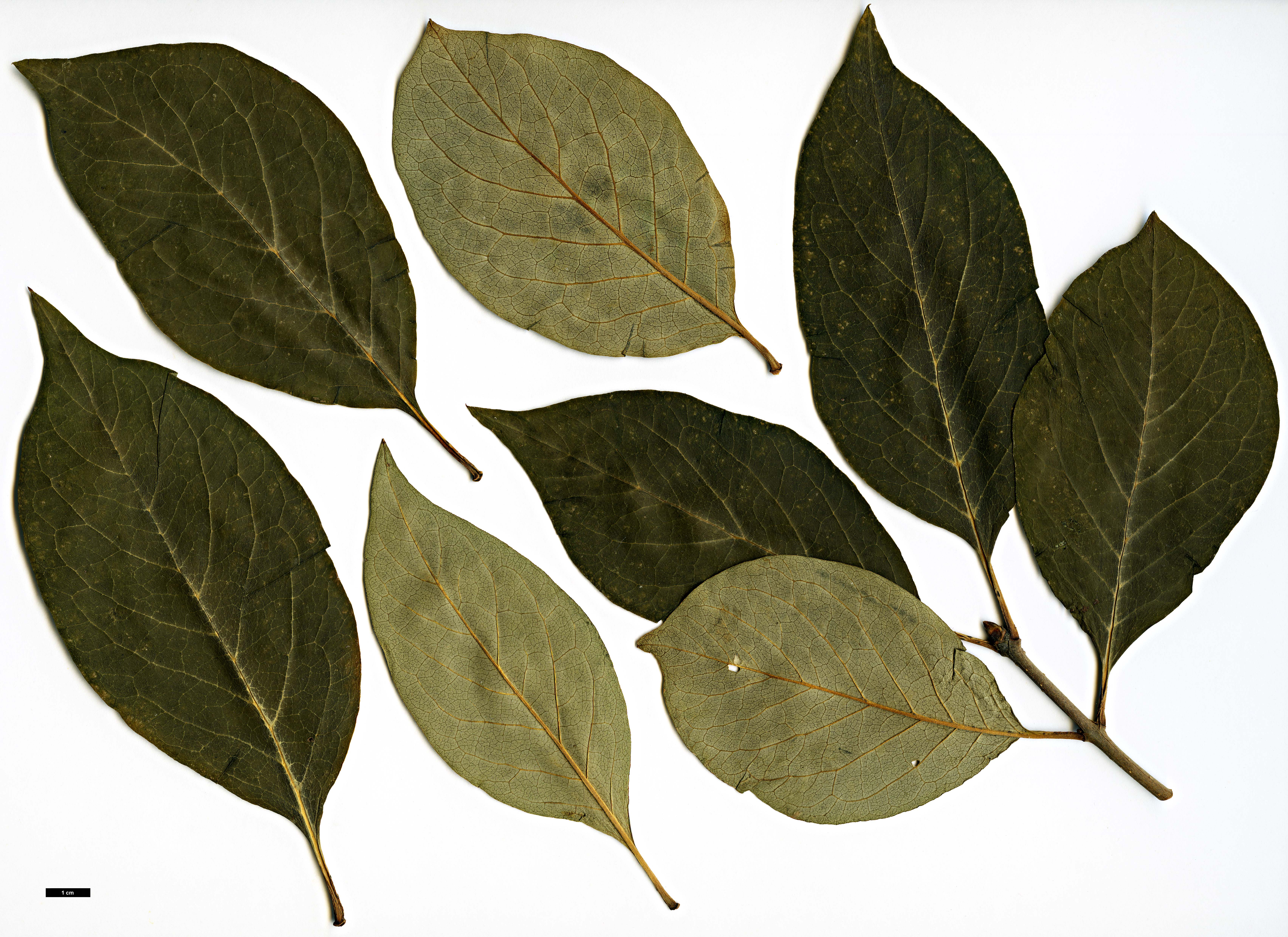 High resolution image: Family: Oleaceae - Genus: Syringa - Taxon: josikaea