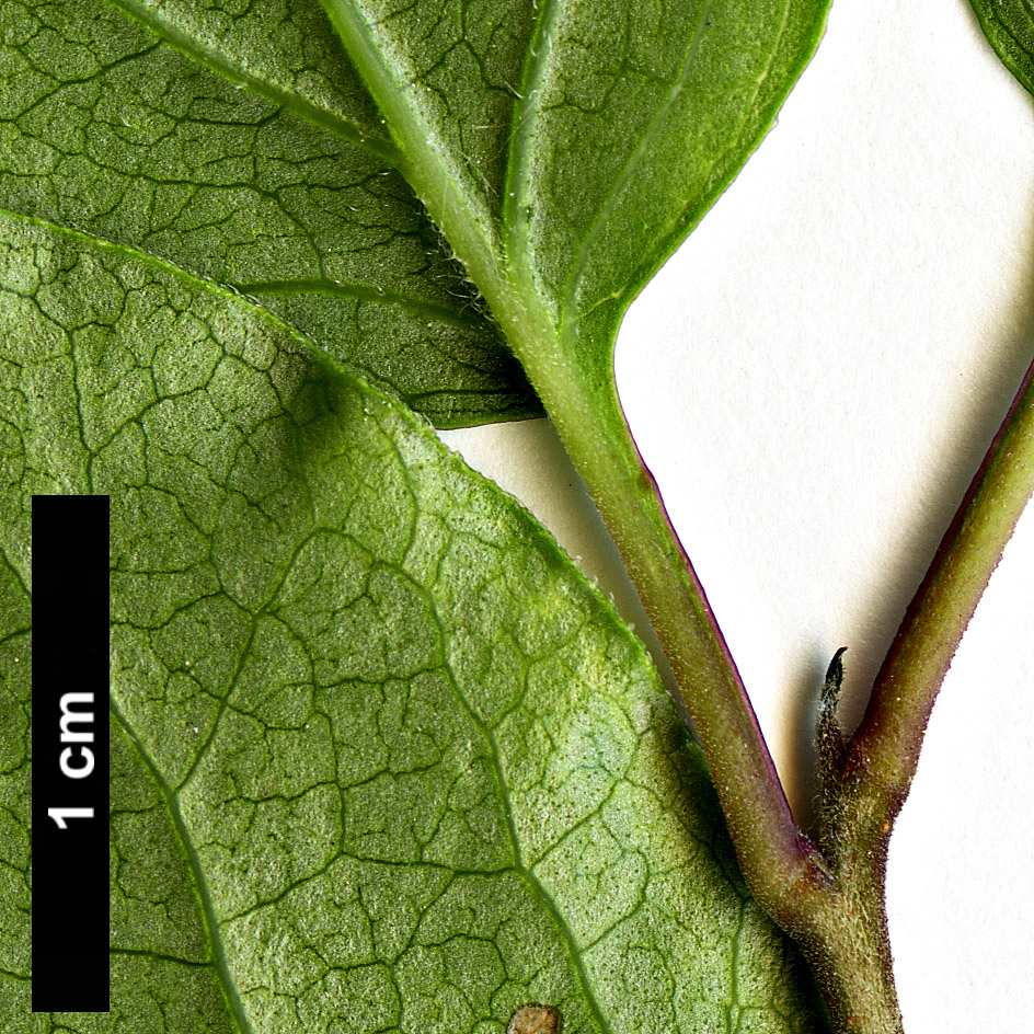 High resolution image: Family: Oleaceae - Genus: Syringa - Taxon: meyeri - SpeciesSub: 'Palibin'