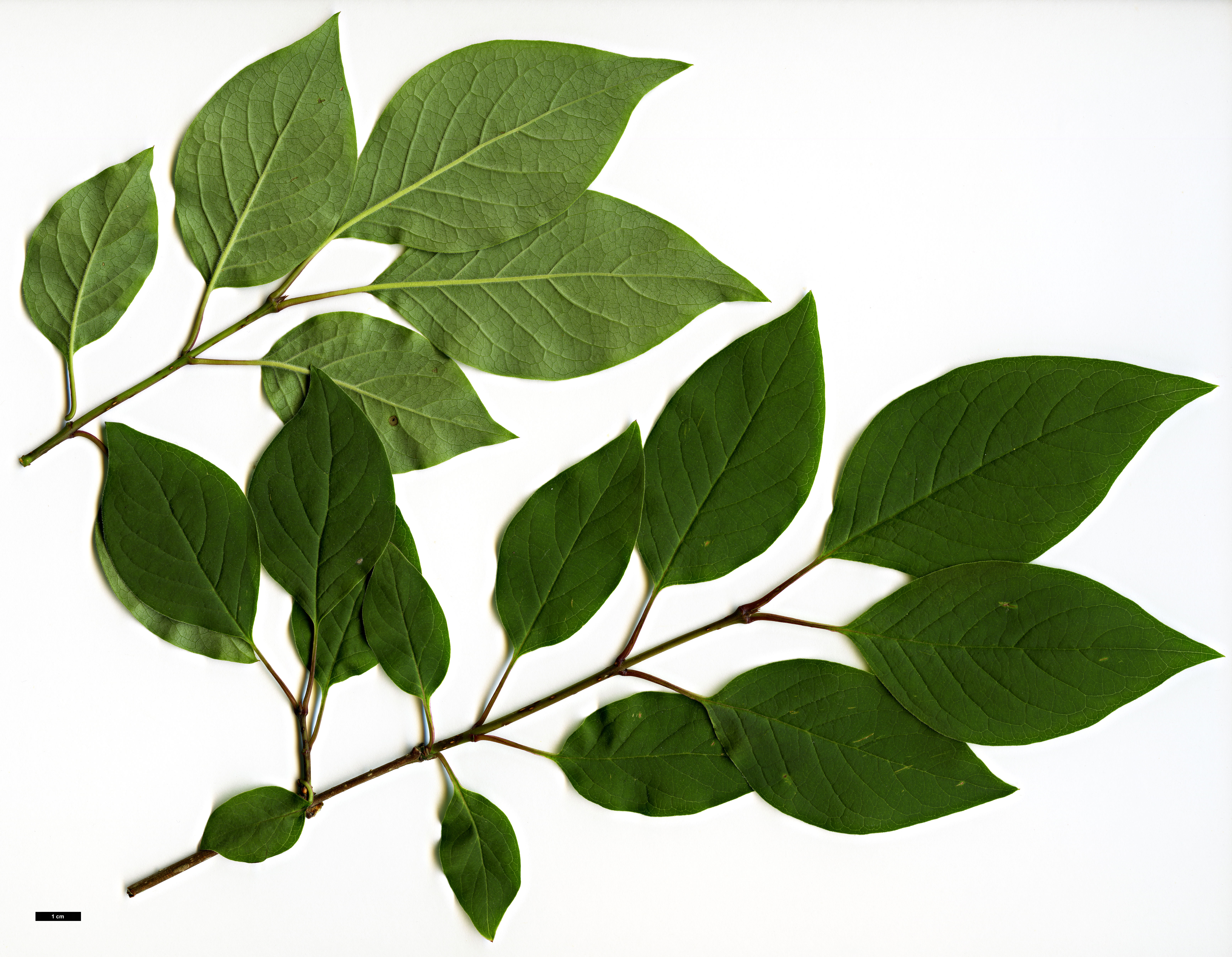 High resolution image: Family: Oleaceae - Genus: Syringa - Taxon: tomentella