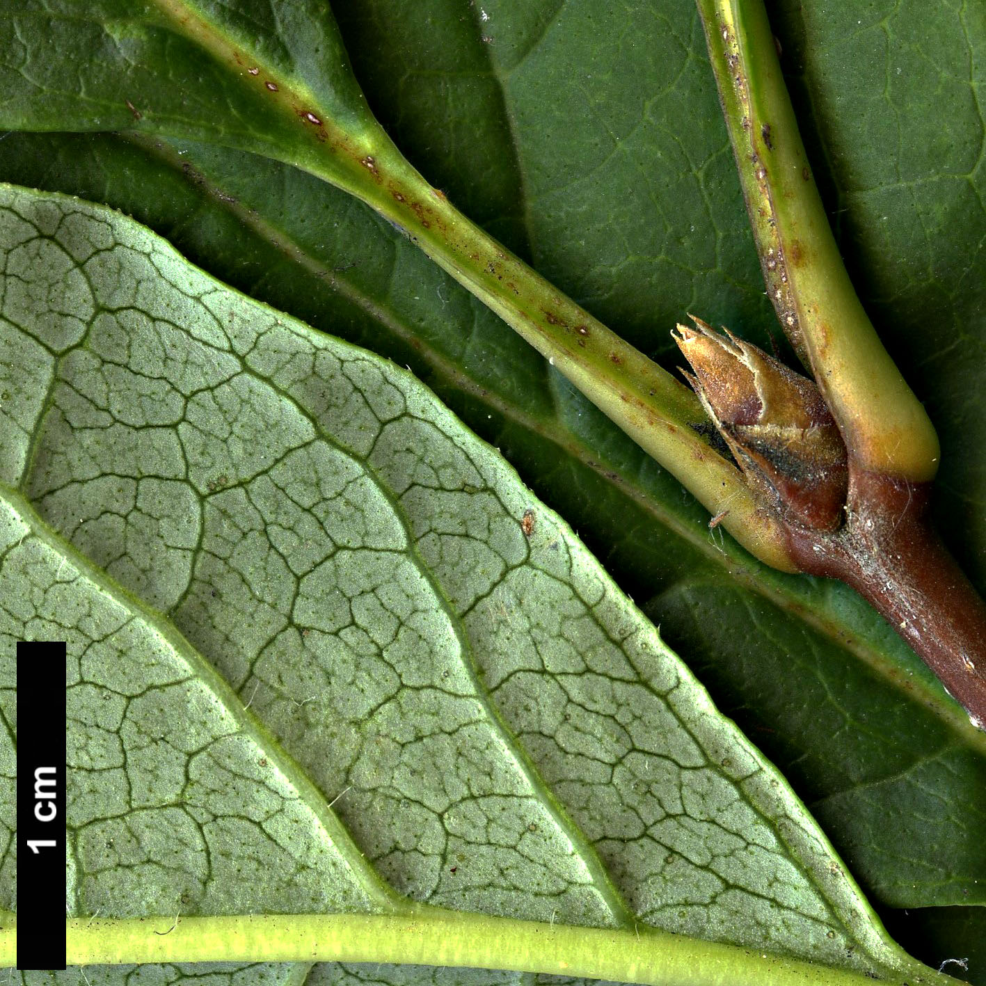 High resolution image: Family: Oleaceae - Genus: Syringa - Taxon: villosa